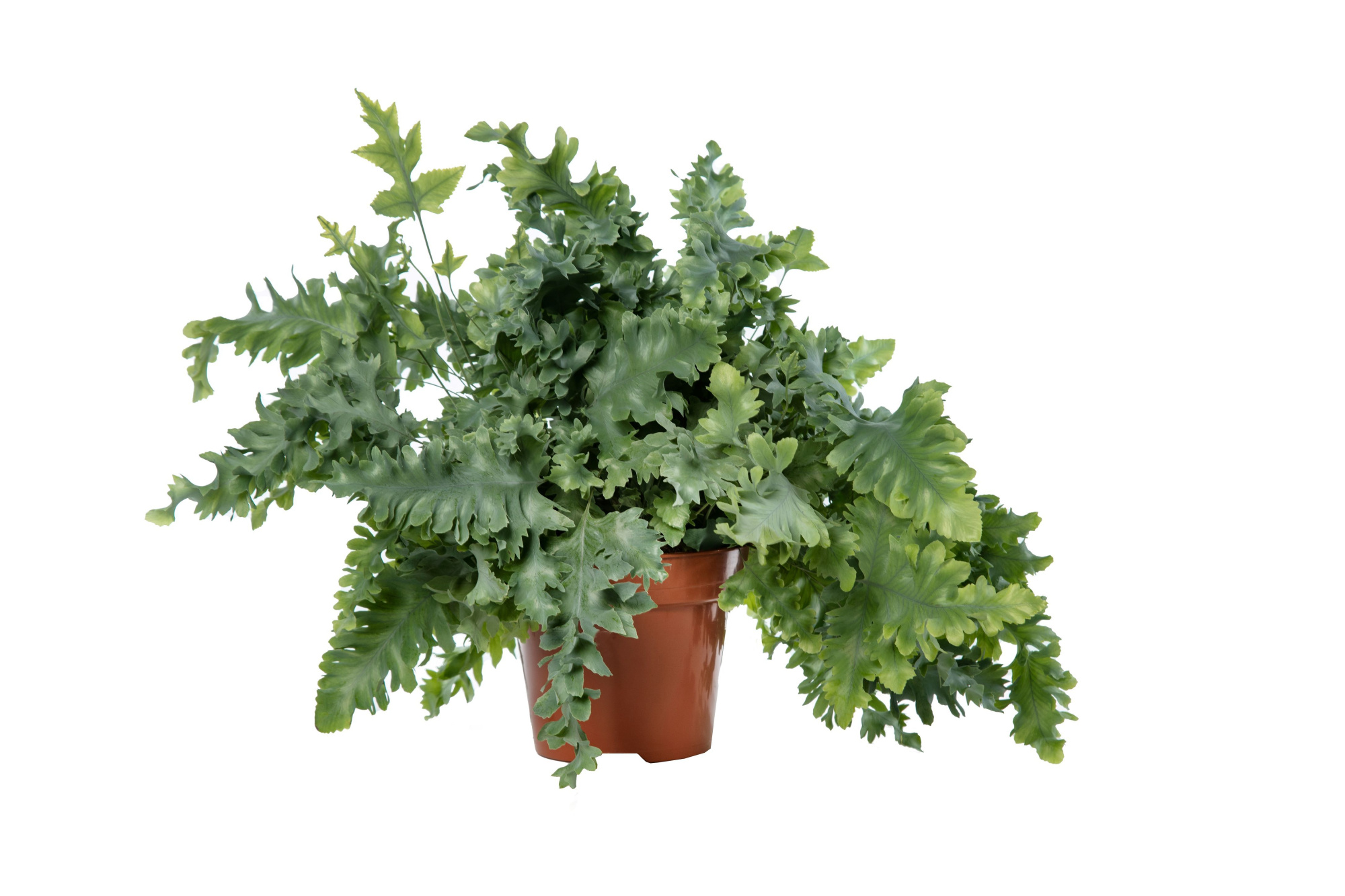 Phlebodium Davana, D 17