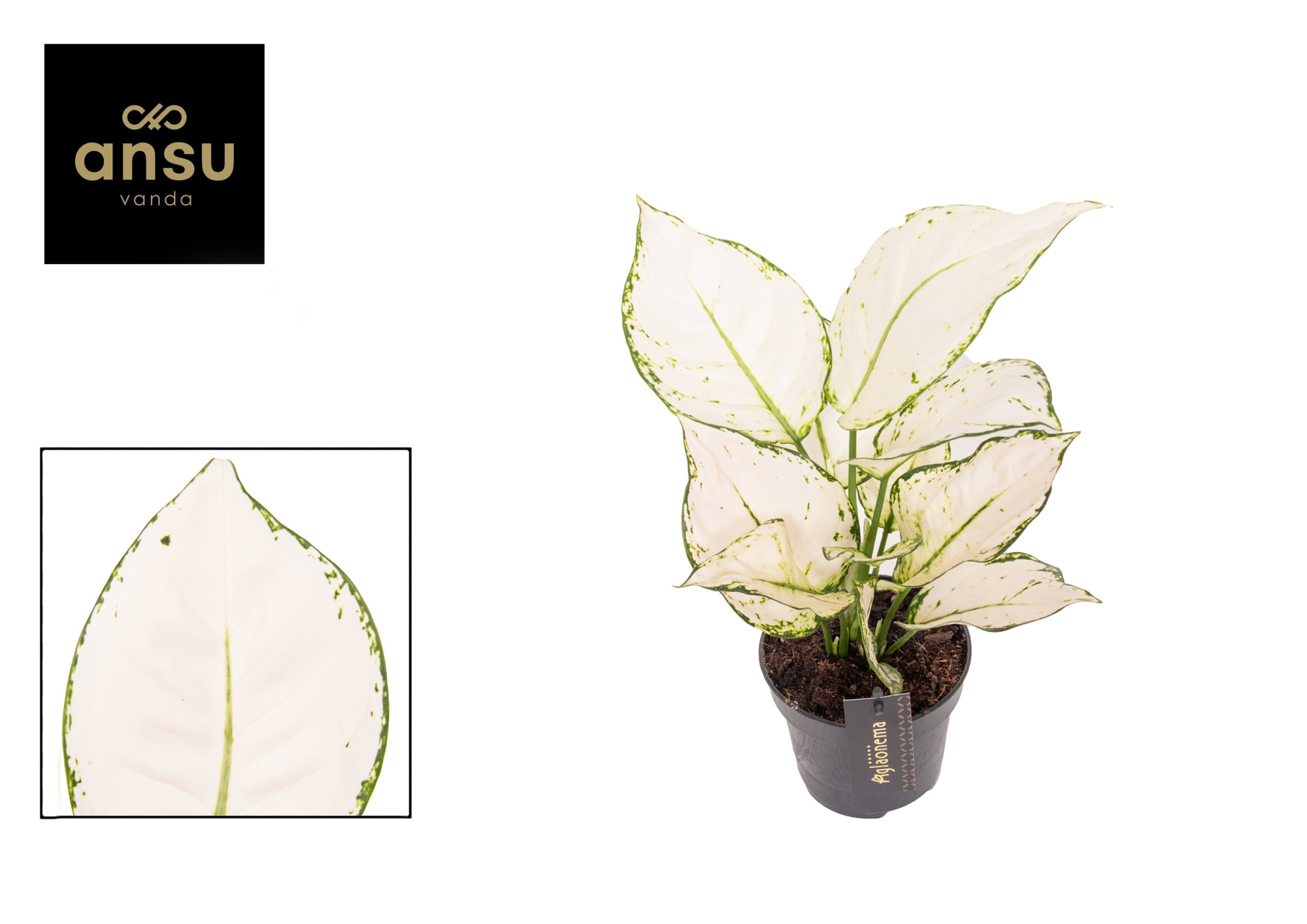 Aglaonema White Joy, D 12