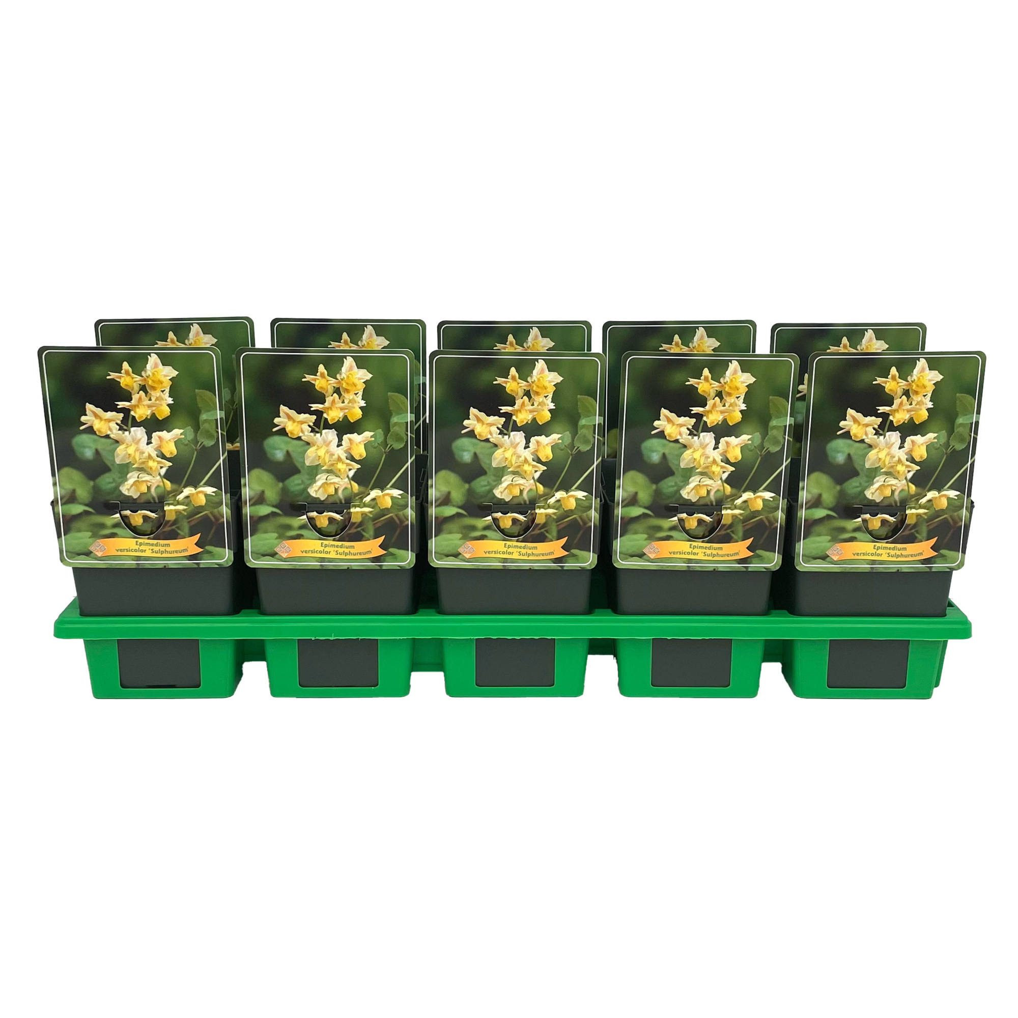 Epimedium versicolor 'Sulphureum' P11, D 11