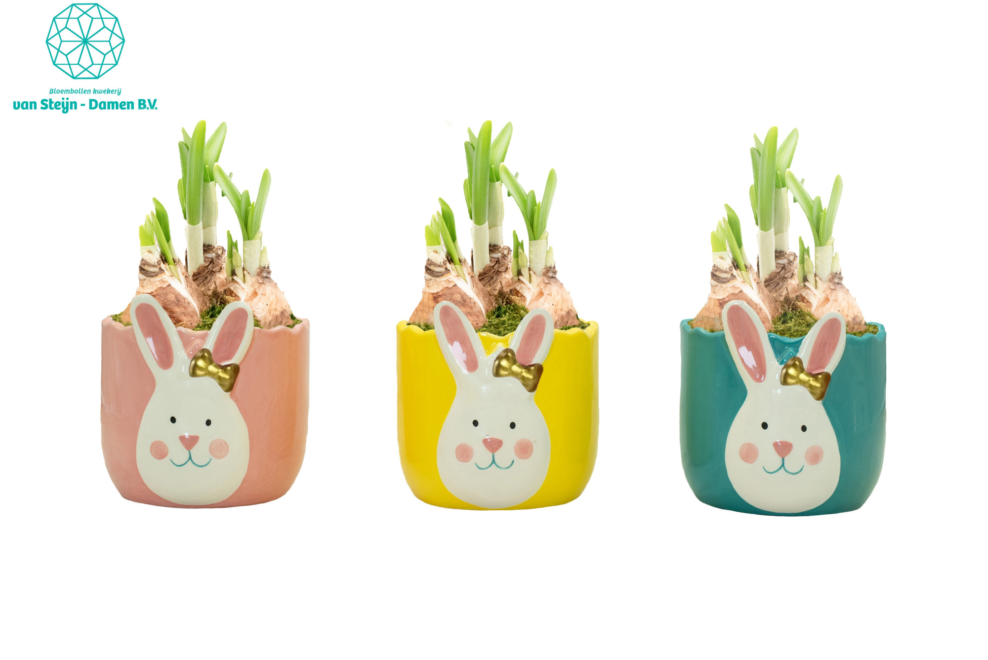 Narcissus 'Golden Bunny' (Without Moss), D 10