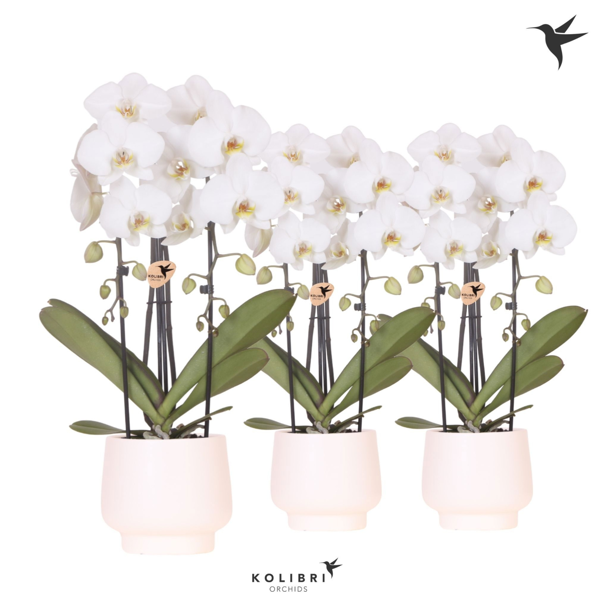 Kolibri Orchids Cascade Niagara Fall white 2 spike in Scandic pot white, D 12