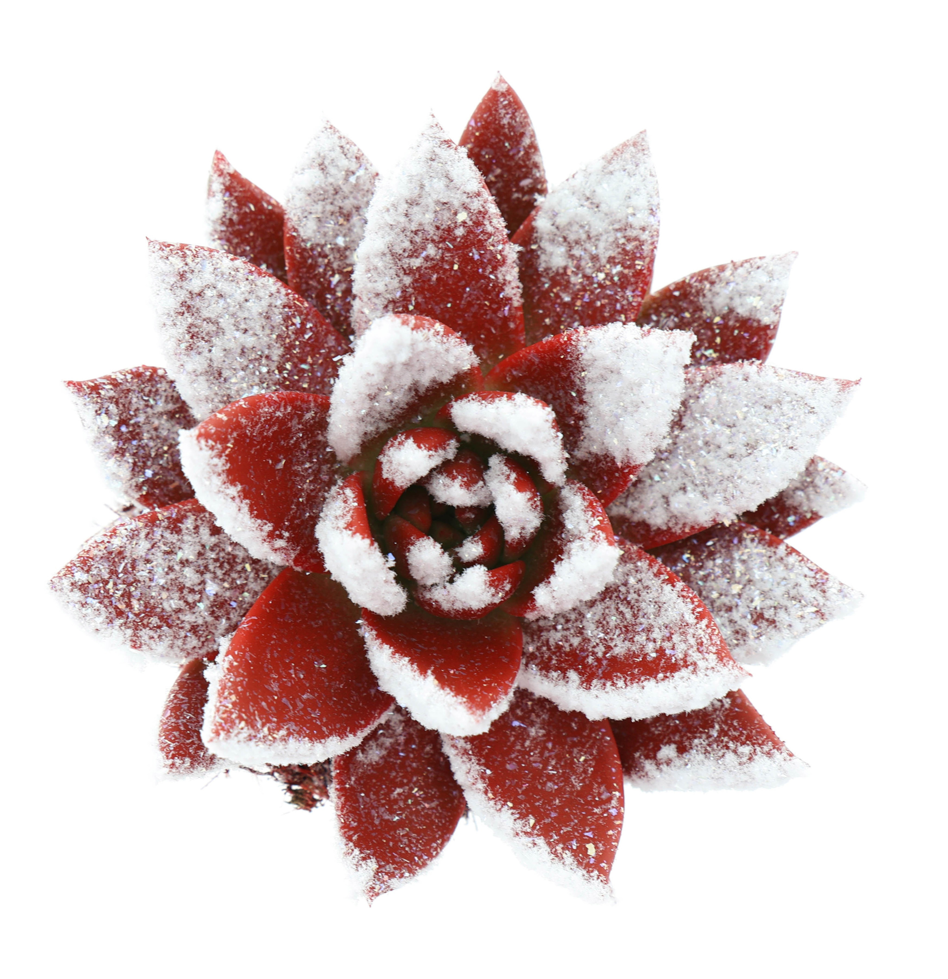 Miranda snowy + bio snow, D 8,5