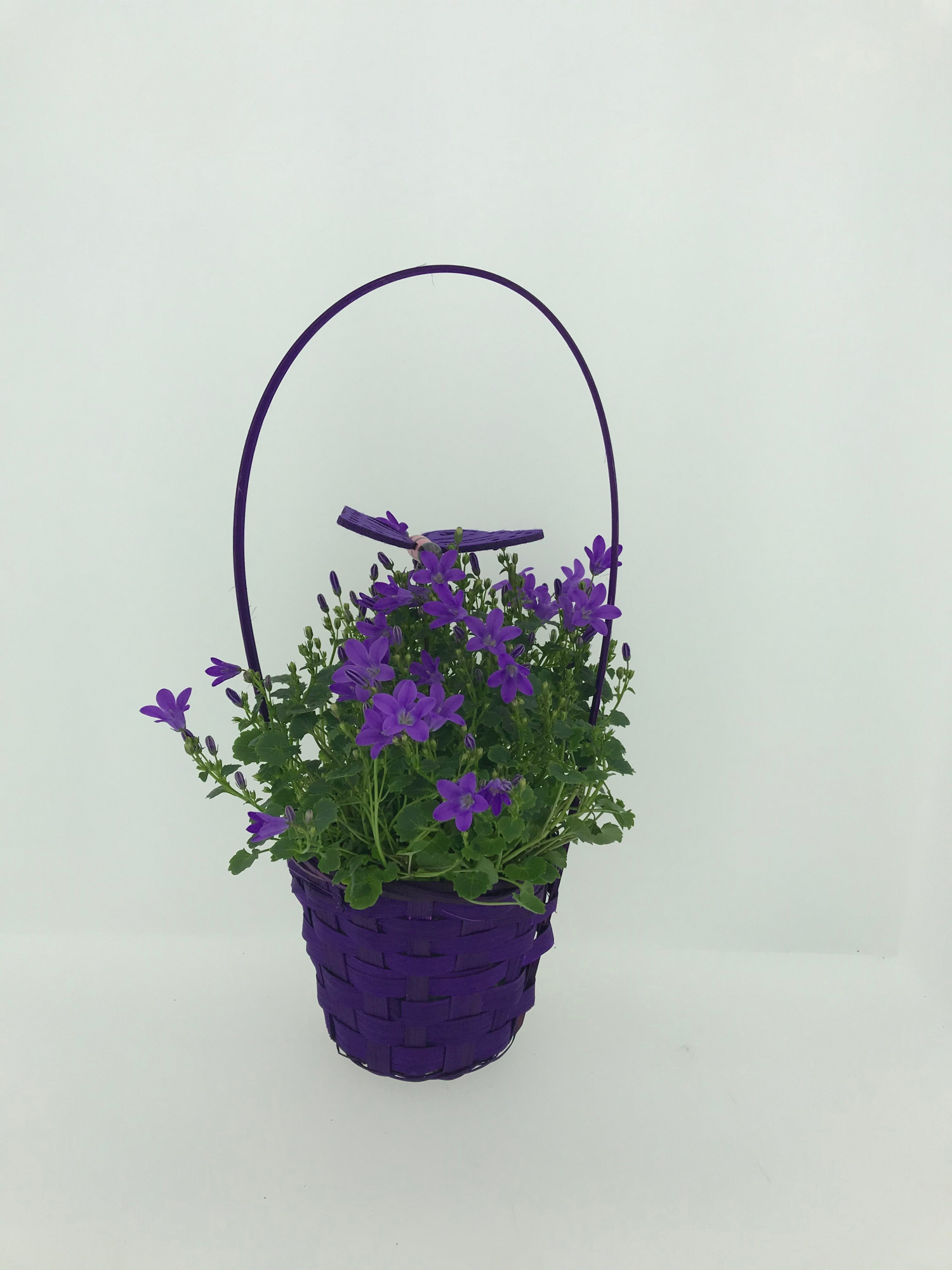 Campanula Ocean Basket/ Butterfly, D 13