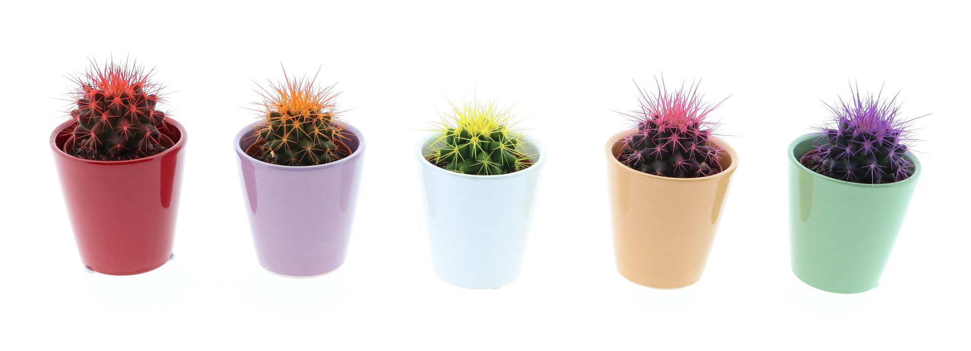 Kleurpot grusonii rainbow, D 5,5