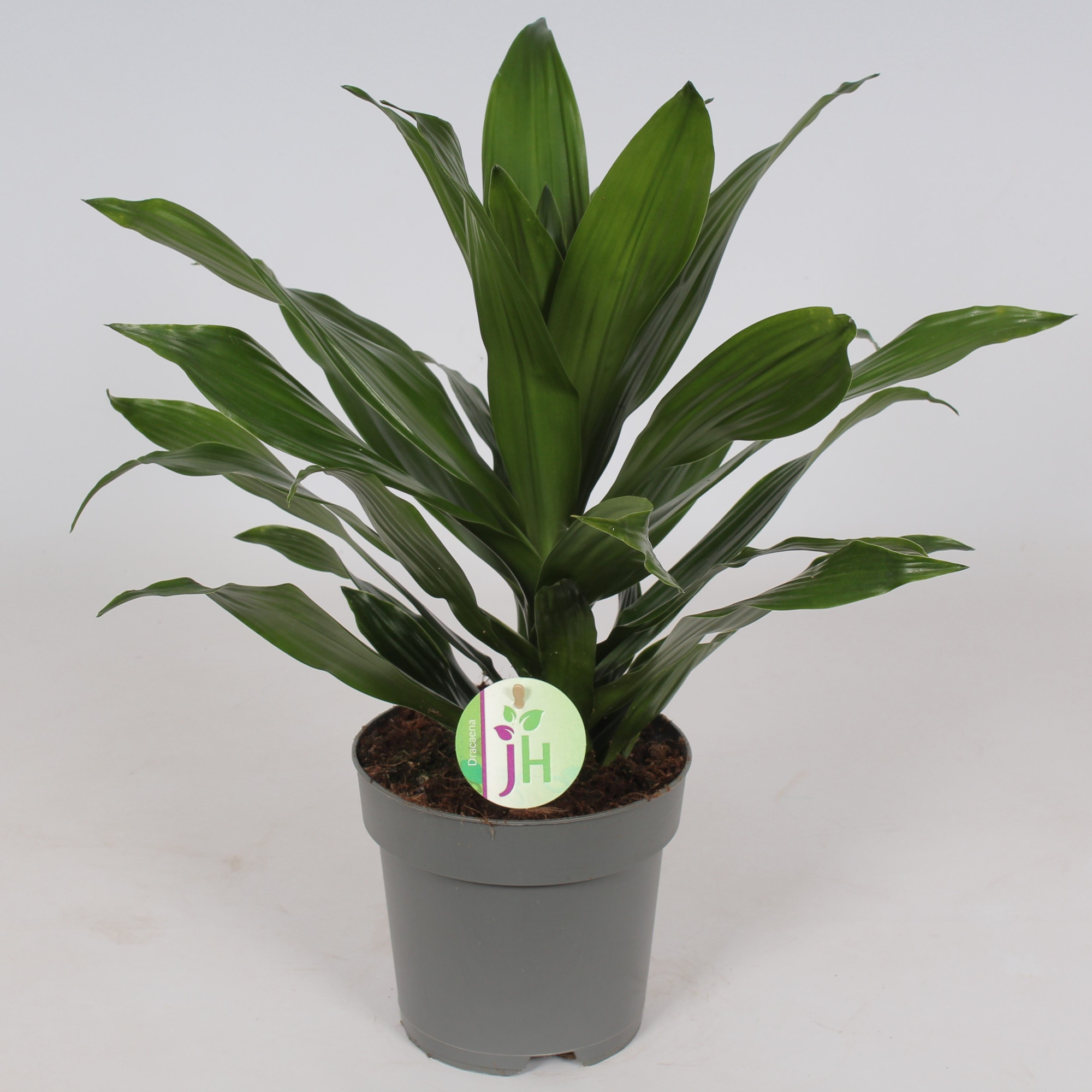 Dracaena 'Green Jewel', D 17