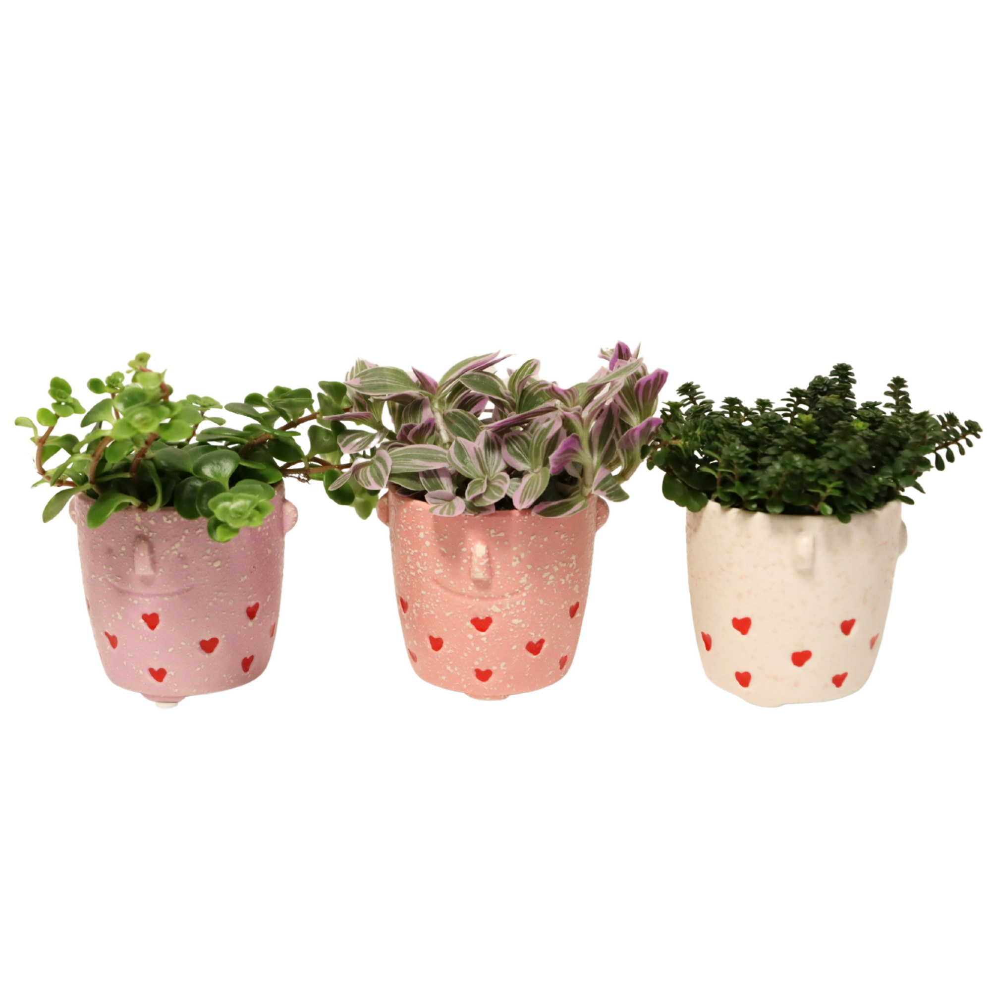 Lovestruck with Compact Foliage, D 6