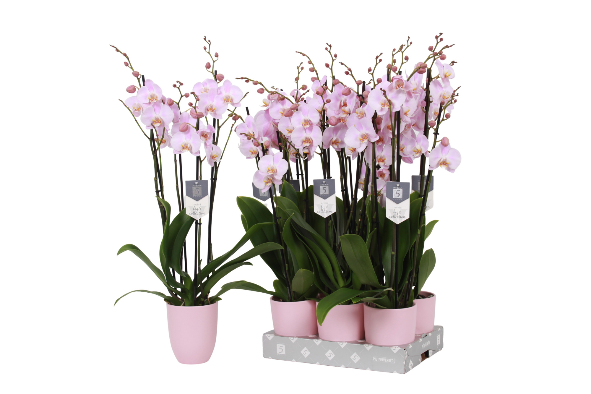 Phalaenopsis Rosion, 4-spike 25+ Pink Ceramics, D 12