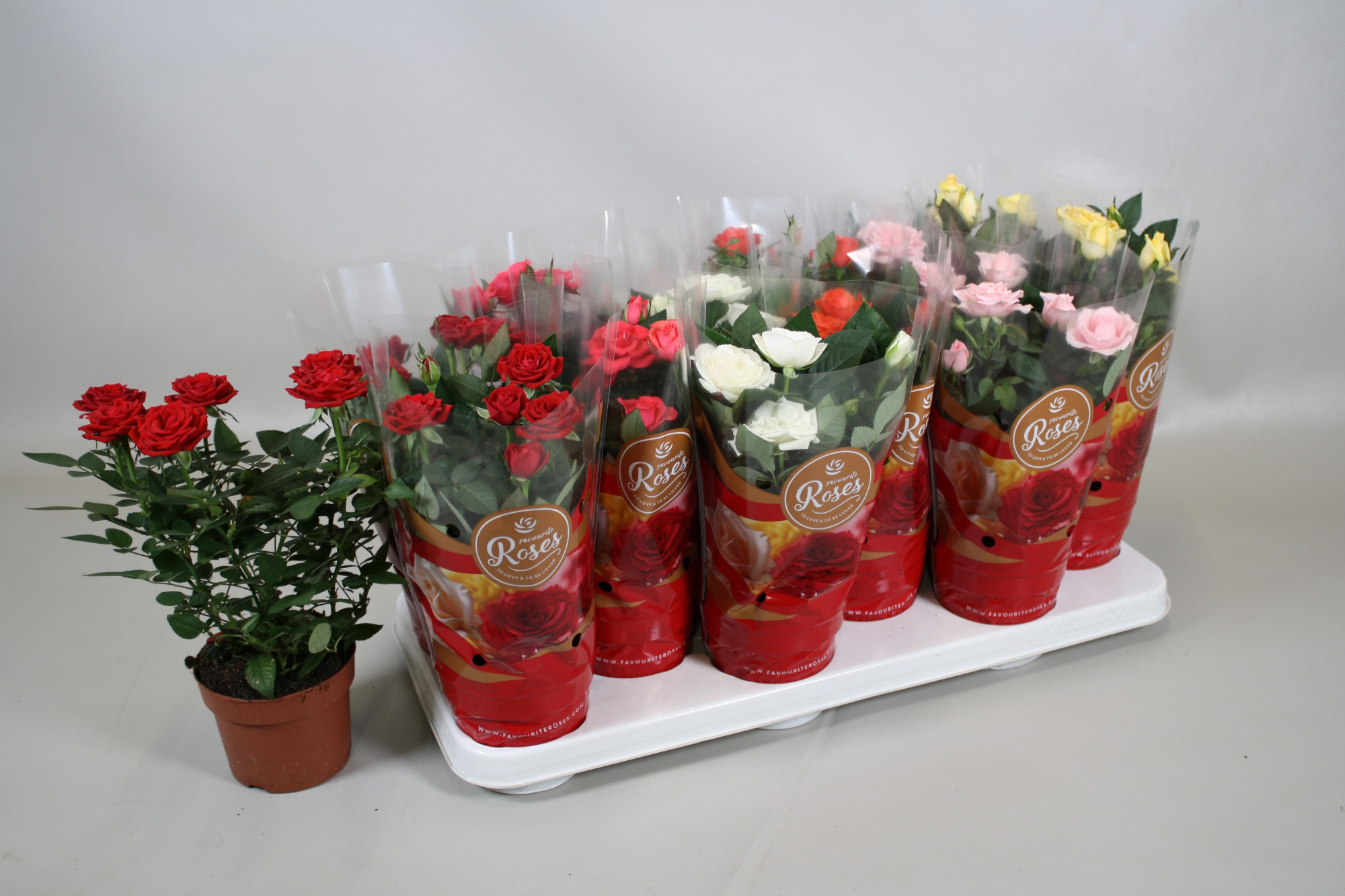 Rosa Favourite Roses gemengd in tray, D 10,5