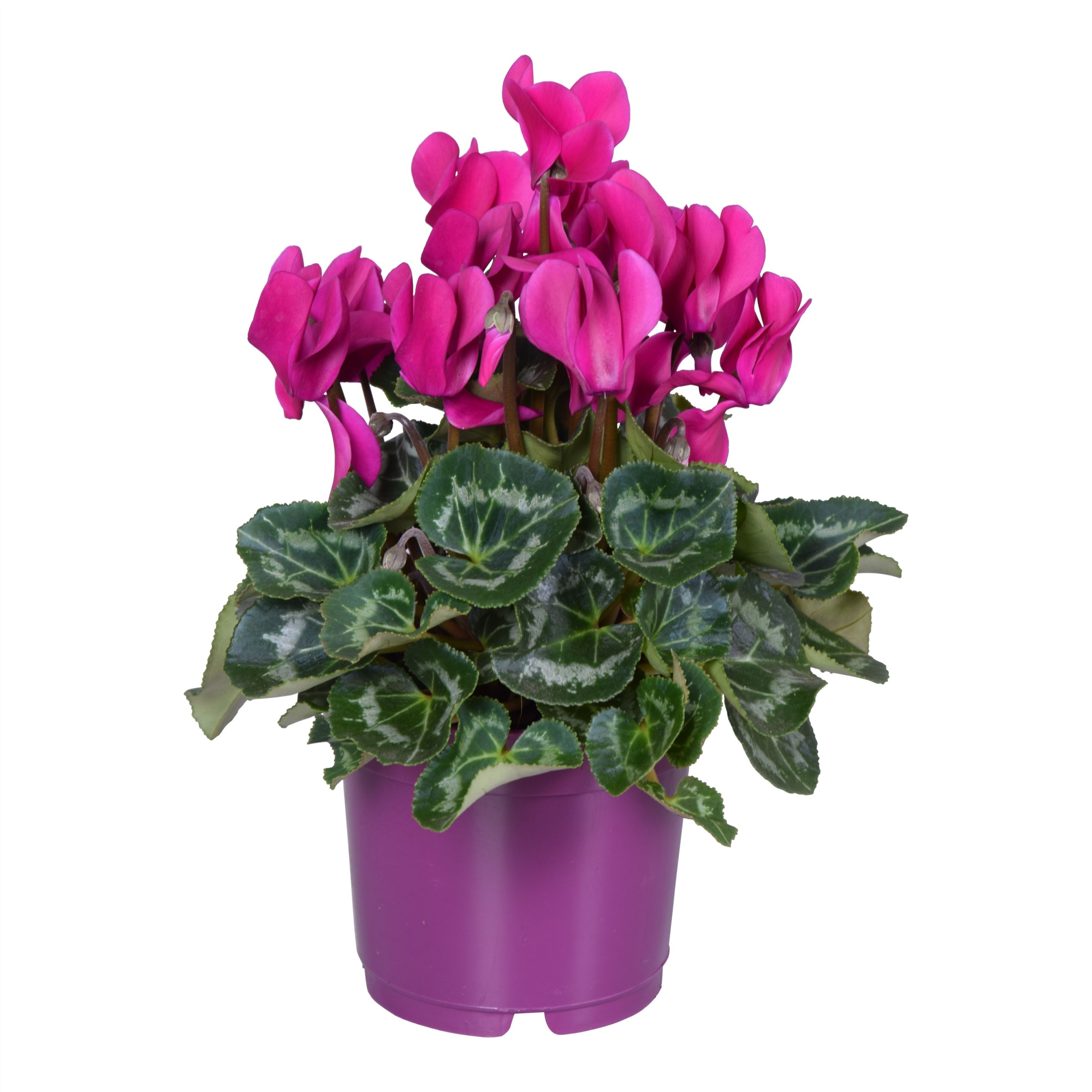 Cyclamen Super Serie Allure in Ton sur Ton kweekpot paars, D 12