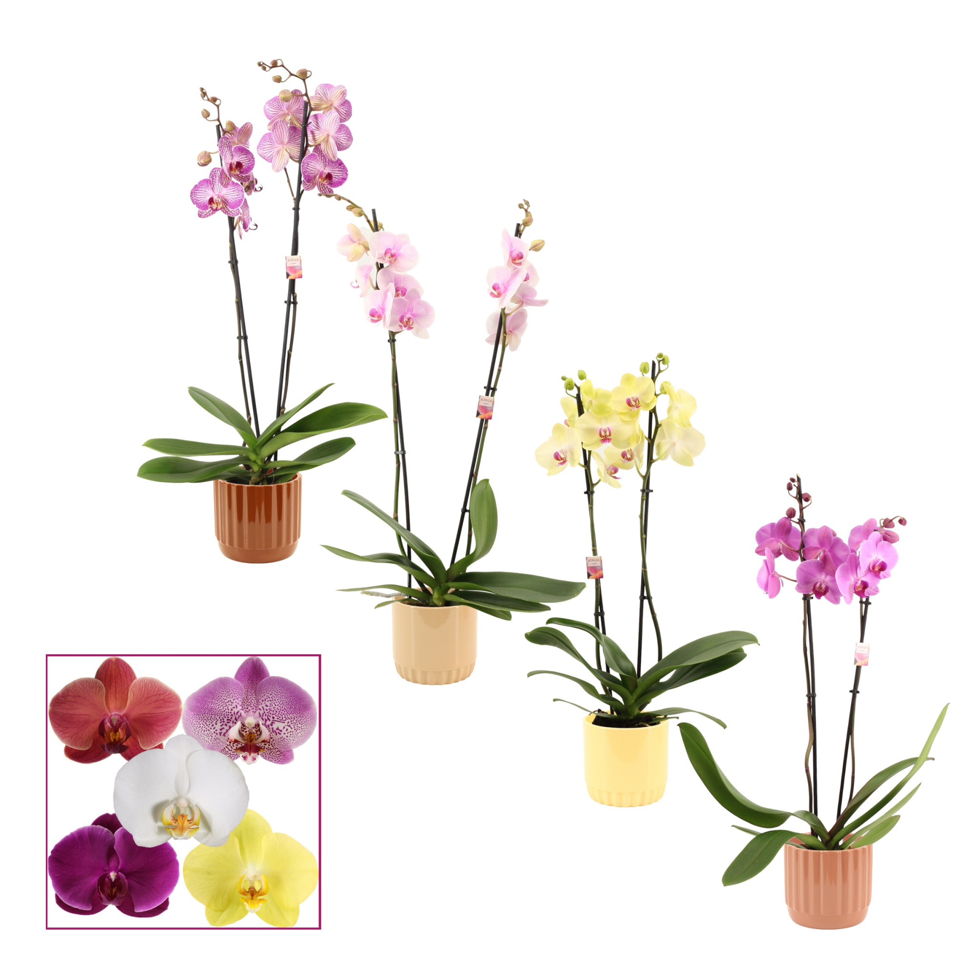 Phalaenopsis 2 tak 14+ mix in Liam (Coffee blend-collection), D 12