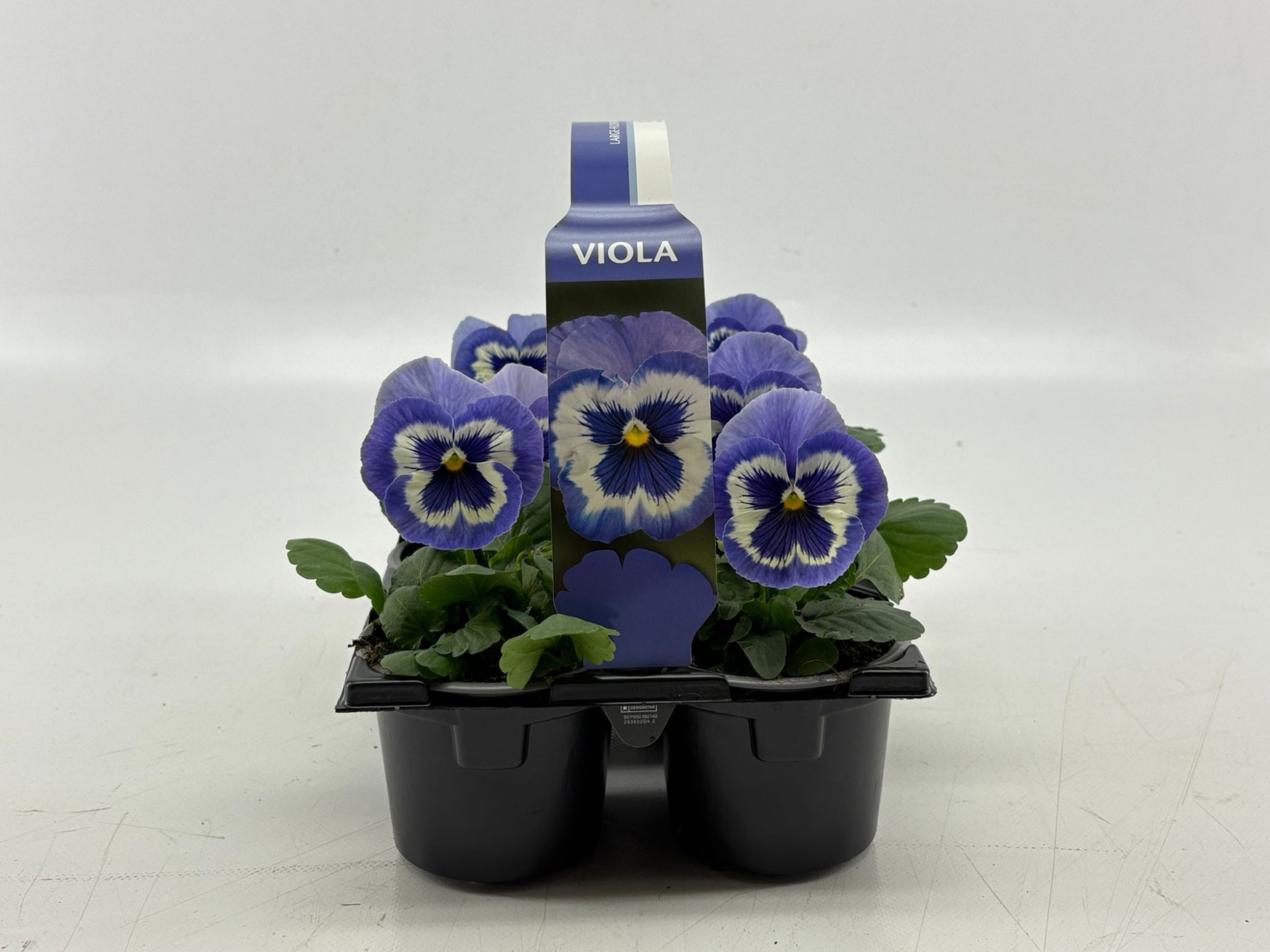 Sixpack Viola F1 Marina, D 9