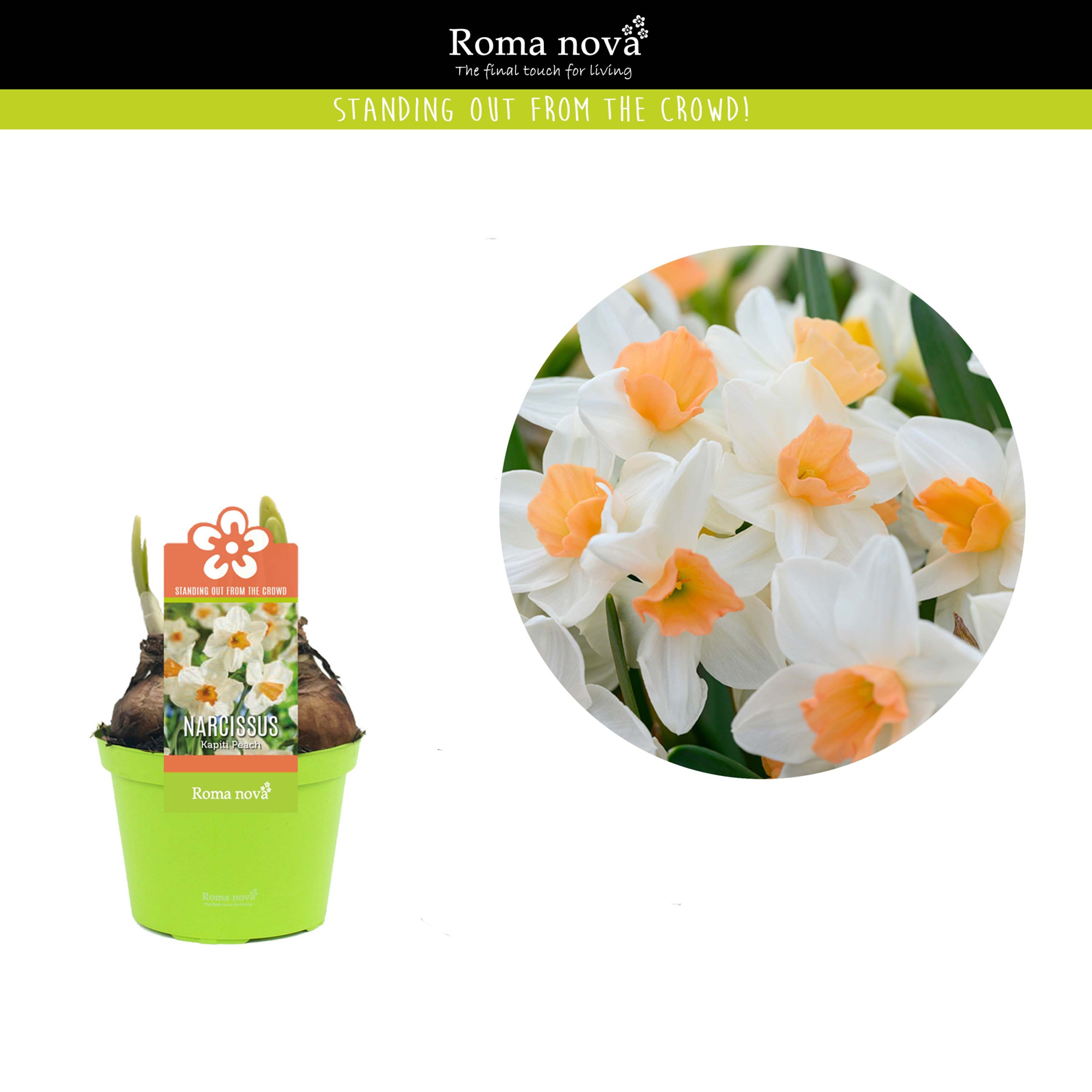 Narcissus Kapiti Peach 12cm, D 12