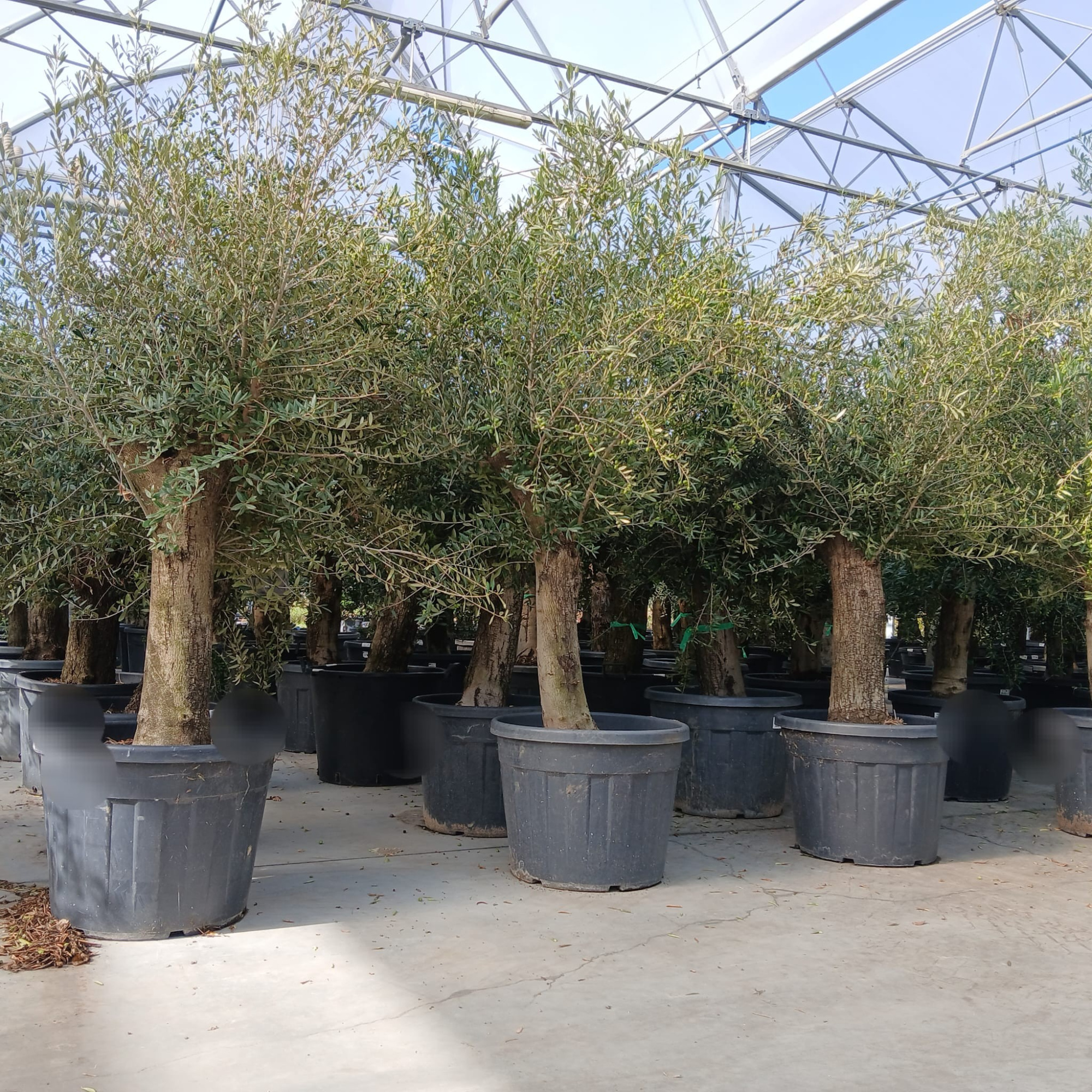 olea, D 65