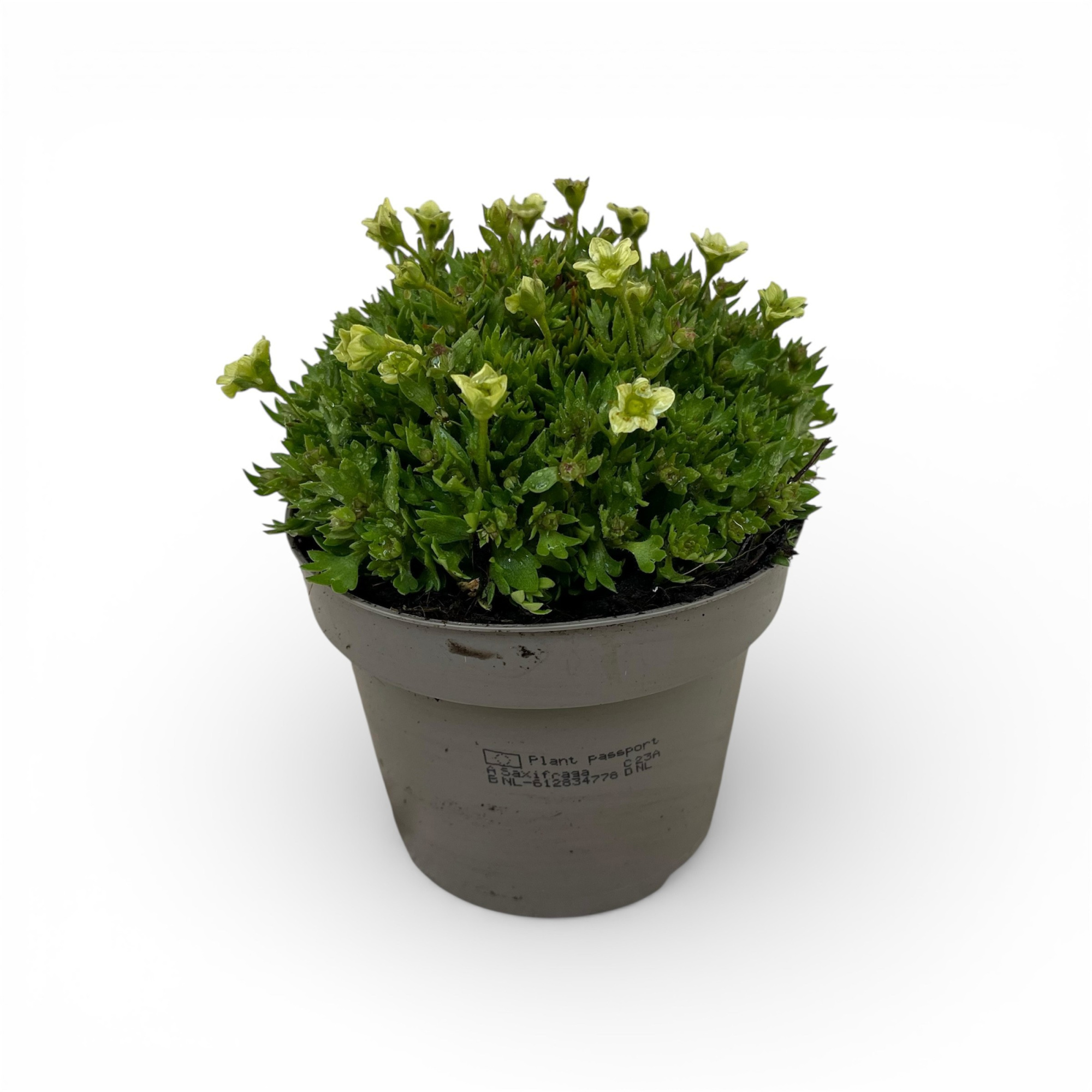 Saxifraga Arendsii Grp Lime Green, D 12