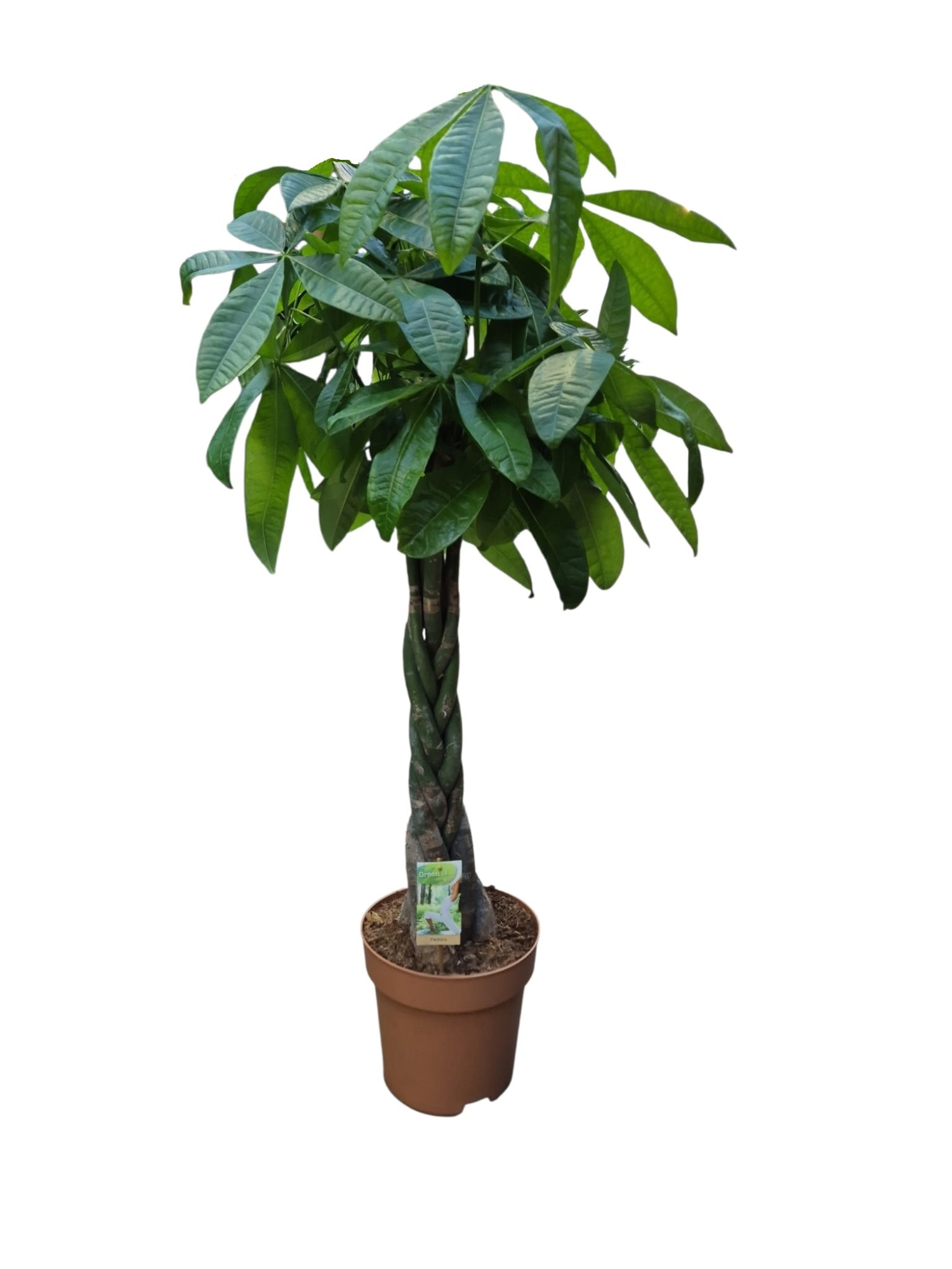 Pachira vlecht, D 27