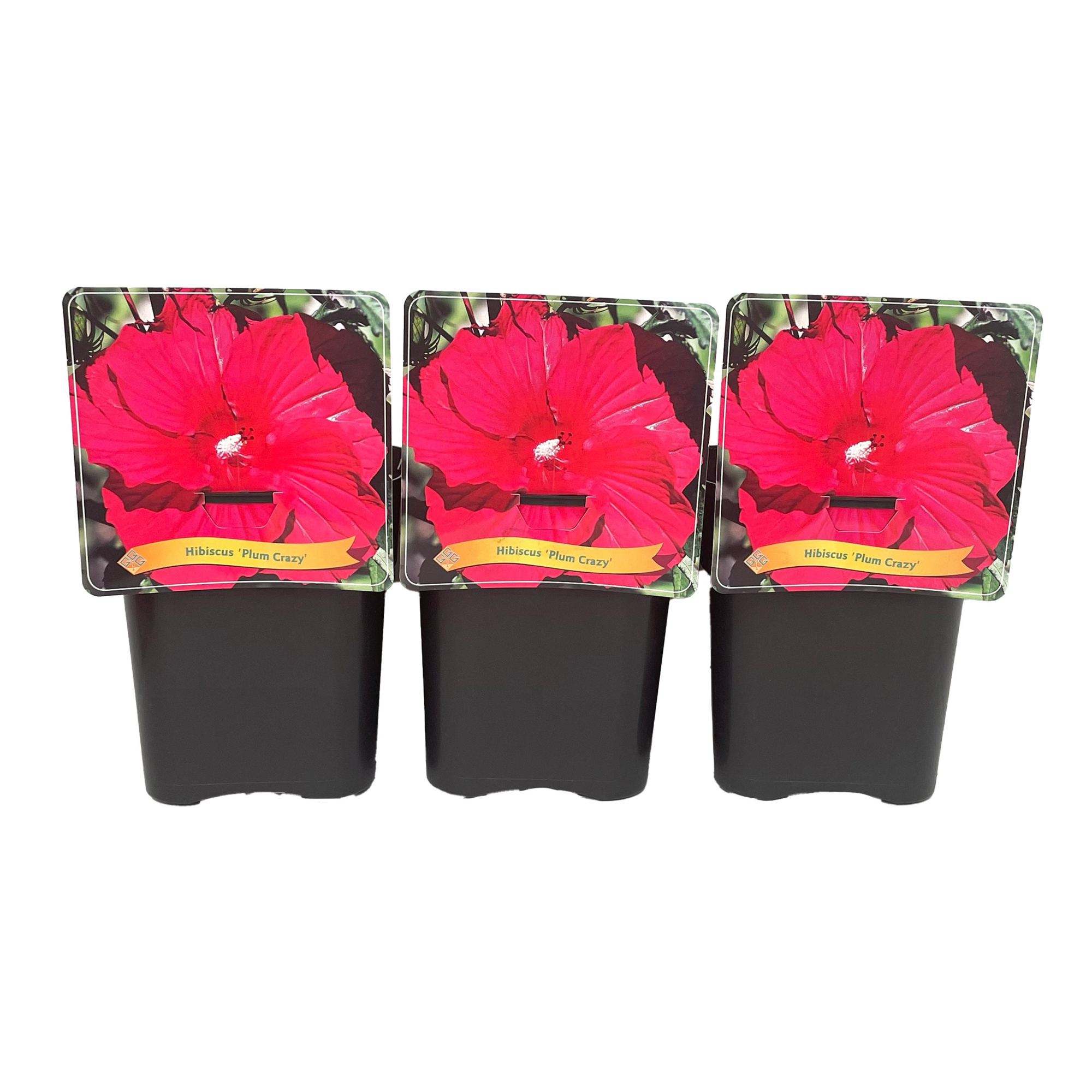 Hibiscus 'Plum Crazy' C5, D 21