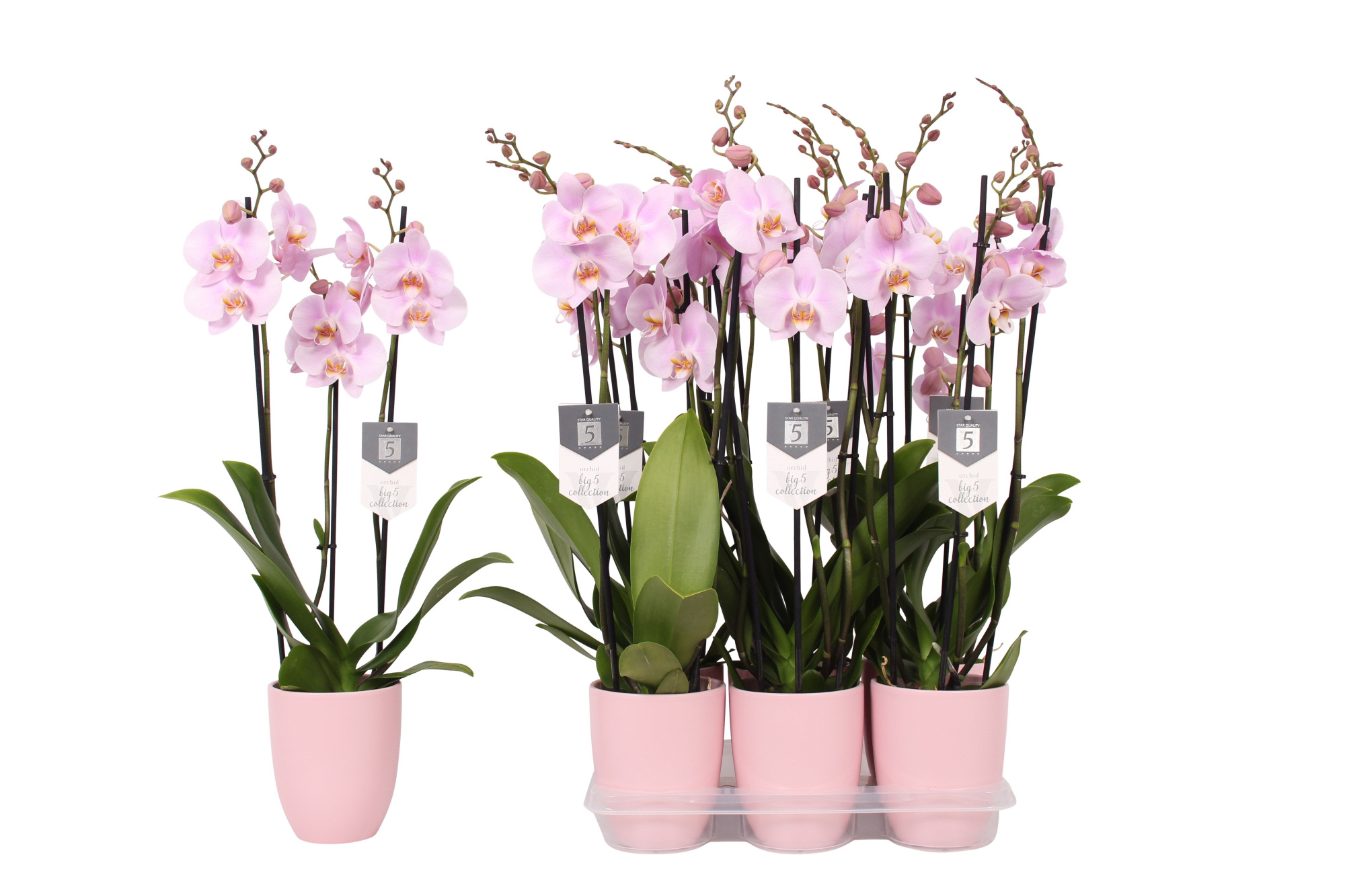 Phalaenopsis Rosion, 3-spike 22+ Pink Ceramics, D 12