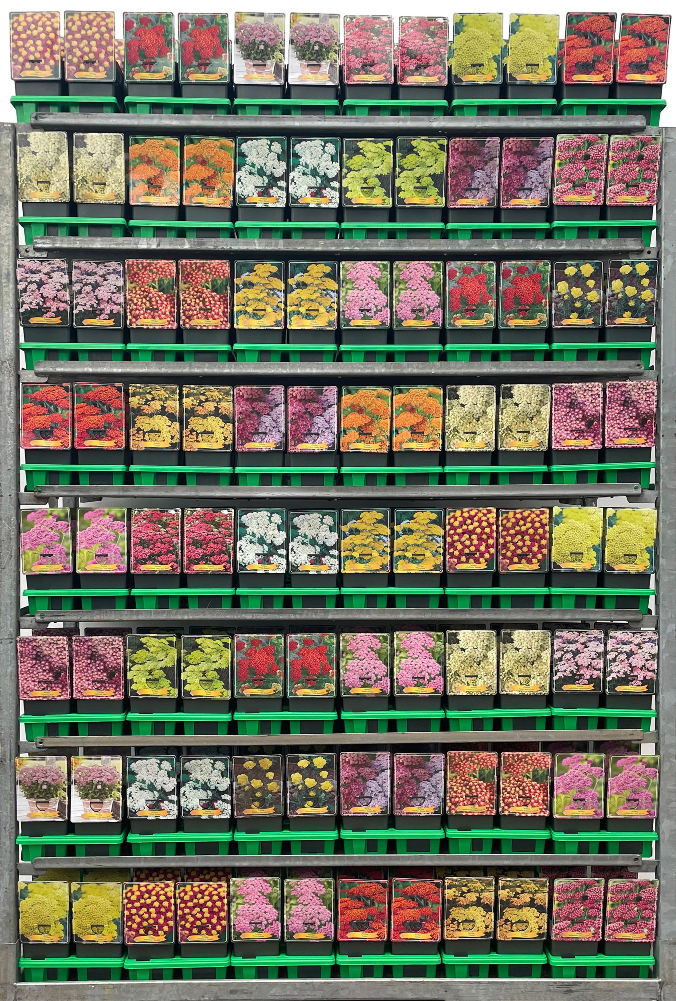 Achillea Mix CC P11, D 11