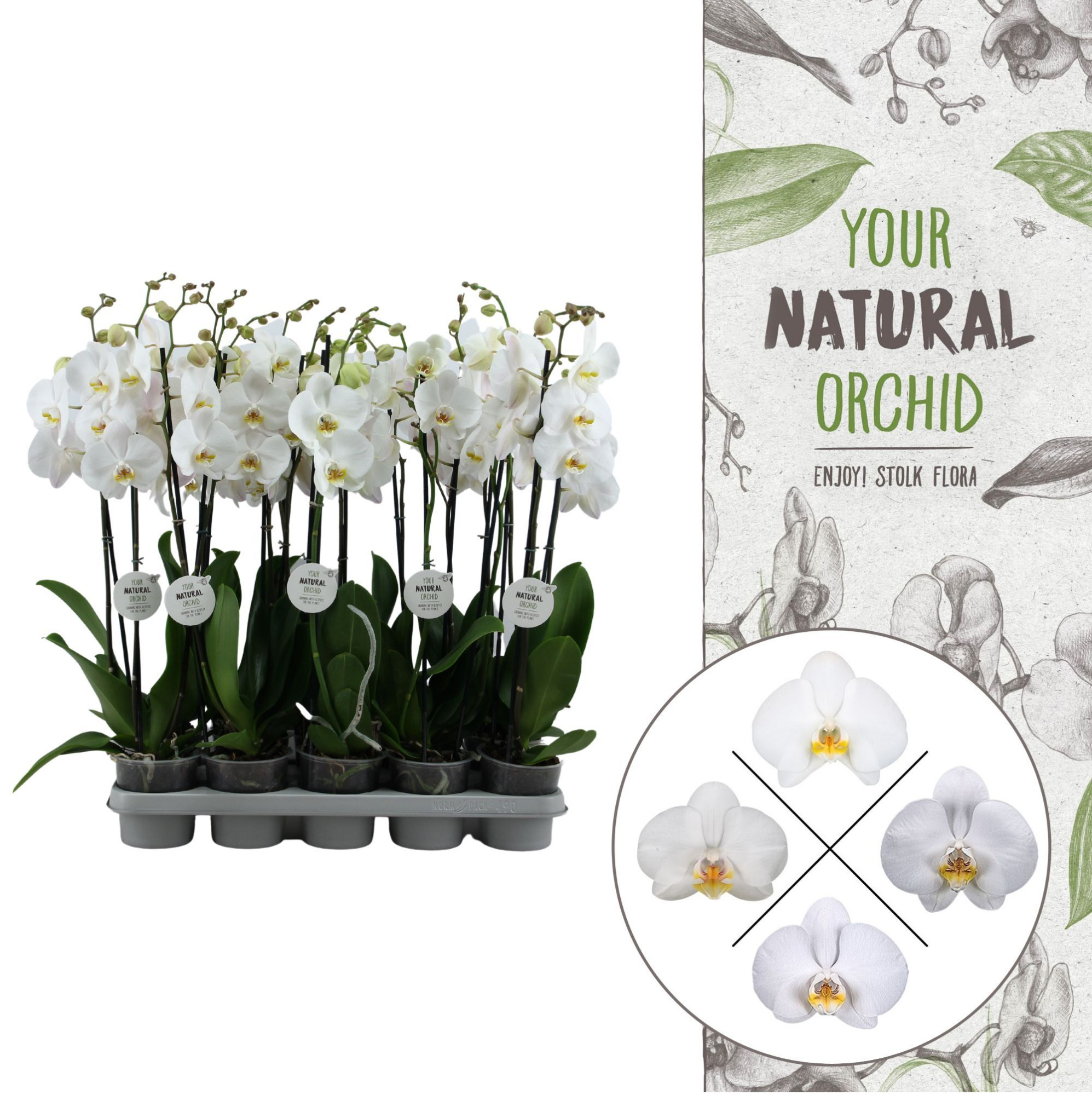 Your Natural Orchid | White 75cm | Phalaenopsis 2 spike, D 12
