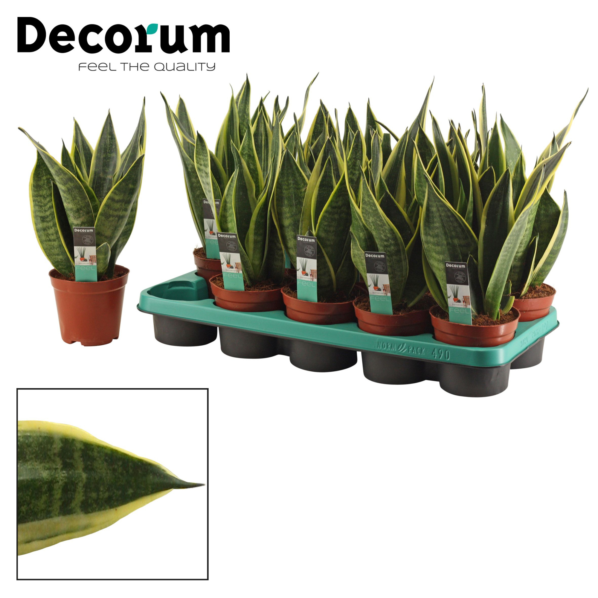 Sansevieria Canary 12 cm (Decorum), D 12