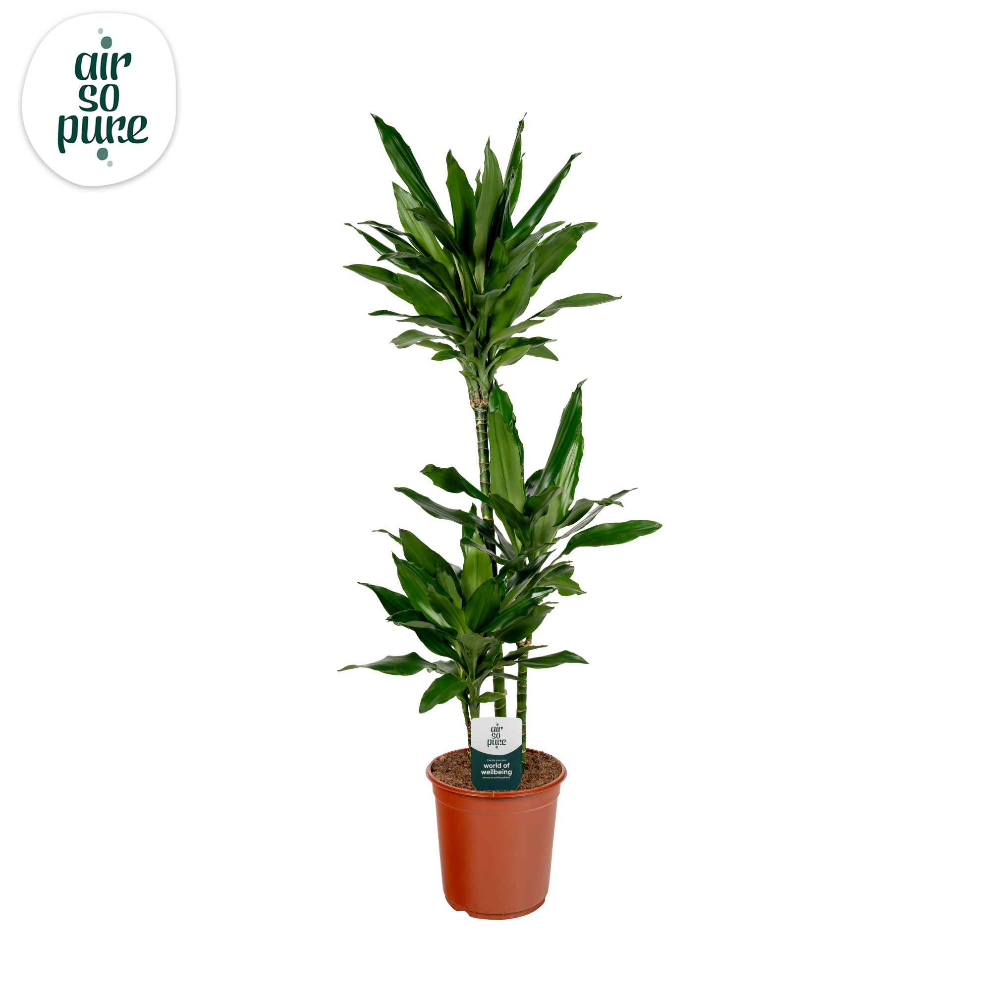 Dracaena Janet Lind p24, 75+30+10 (Air so Pure), D 24
