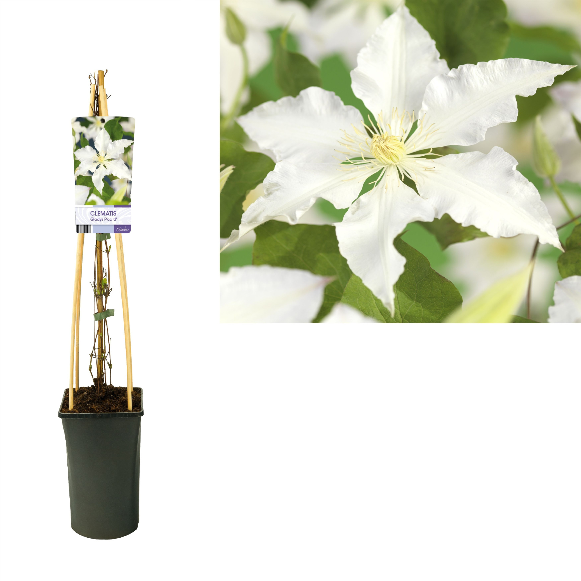 Clematis 'Gladys Picard' +light label, D 17