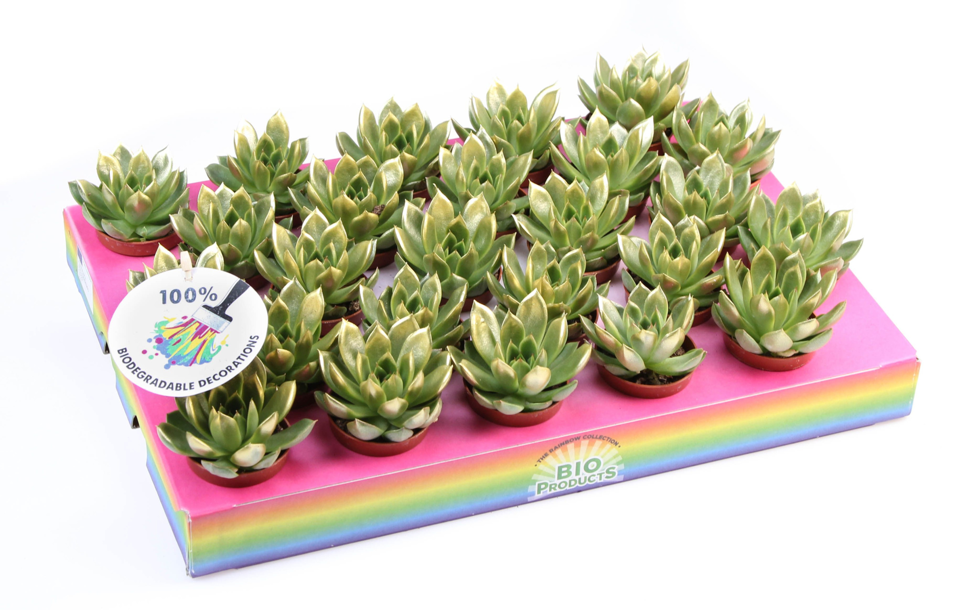 Miranda gold tips, D 5,5