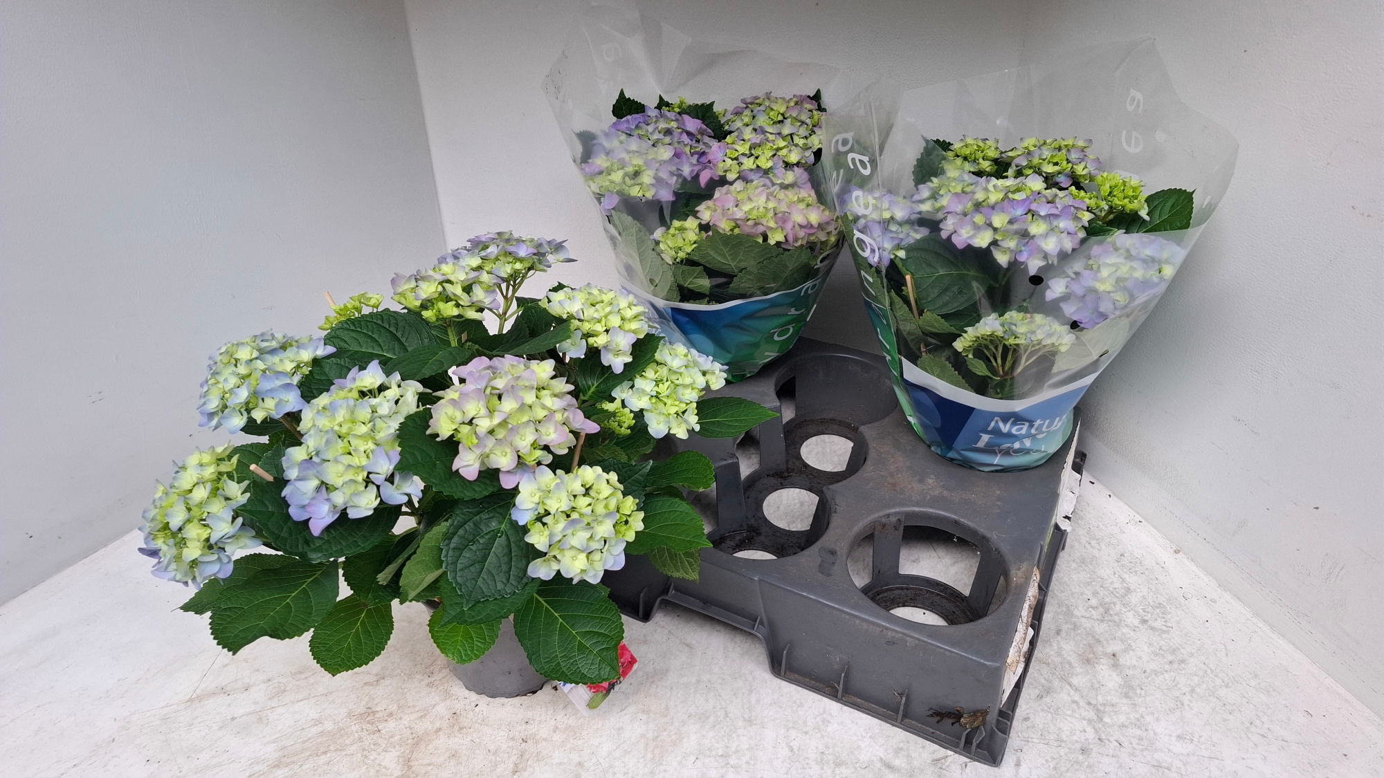 Hydrangea blauw, D 15