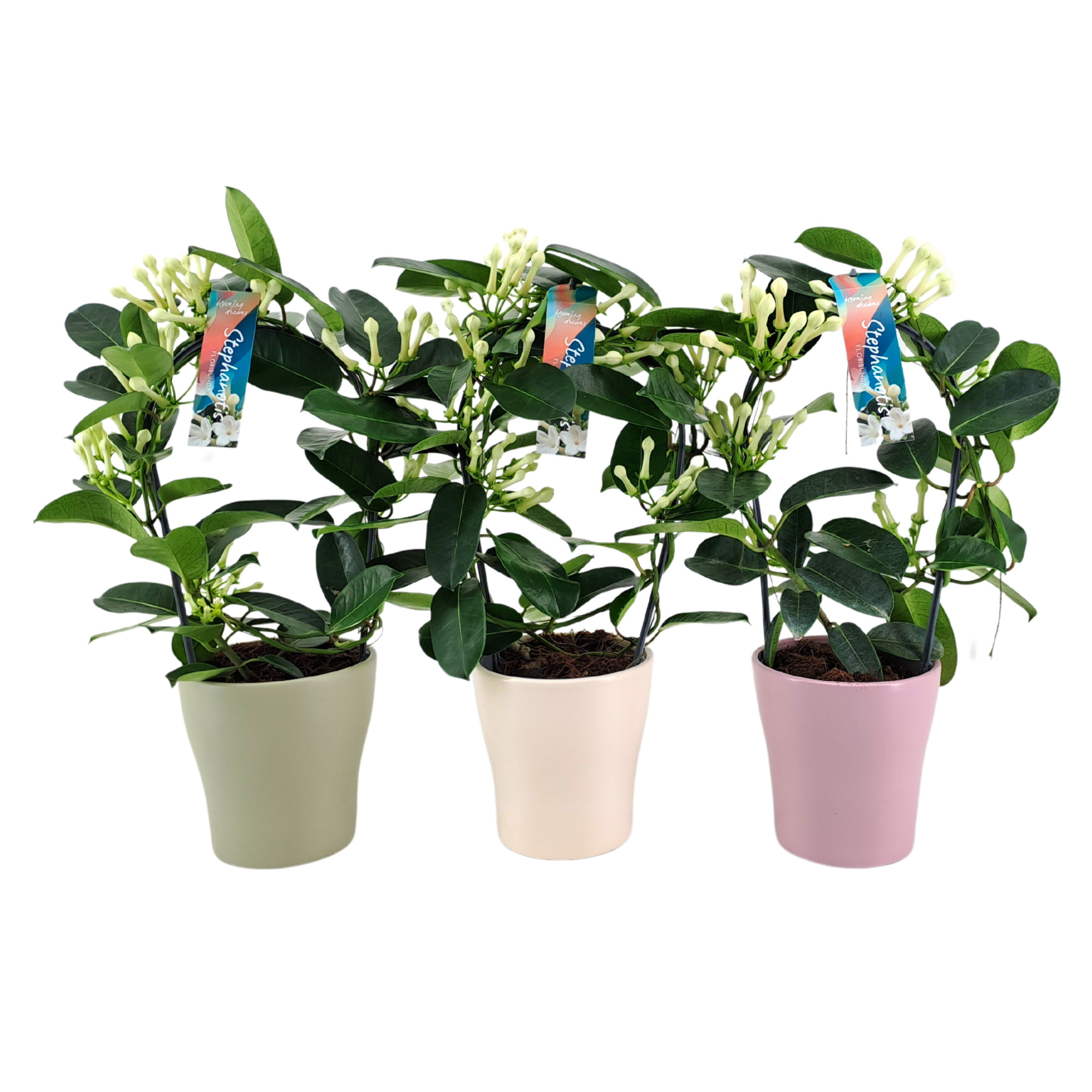 Stephanotis 7-8 tros boog keramiek voorjaar p13 (roze, wit, groen), D 13