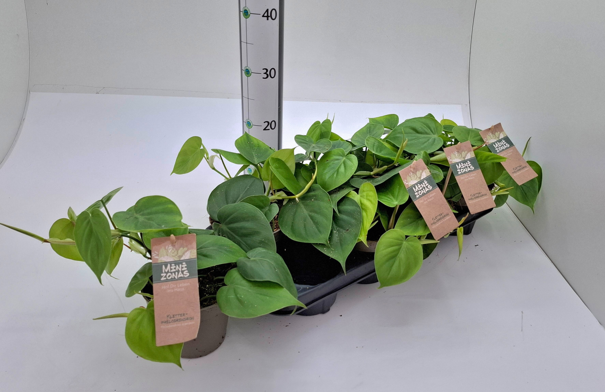 Philodendron scandens, D 13