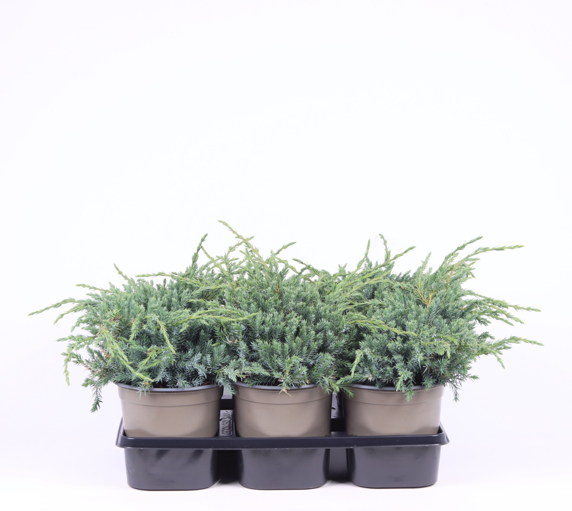 Juniperus squamata 'Blue Carpet', D 15