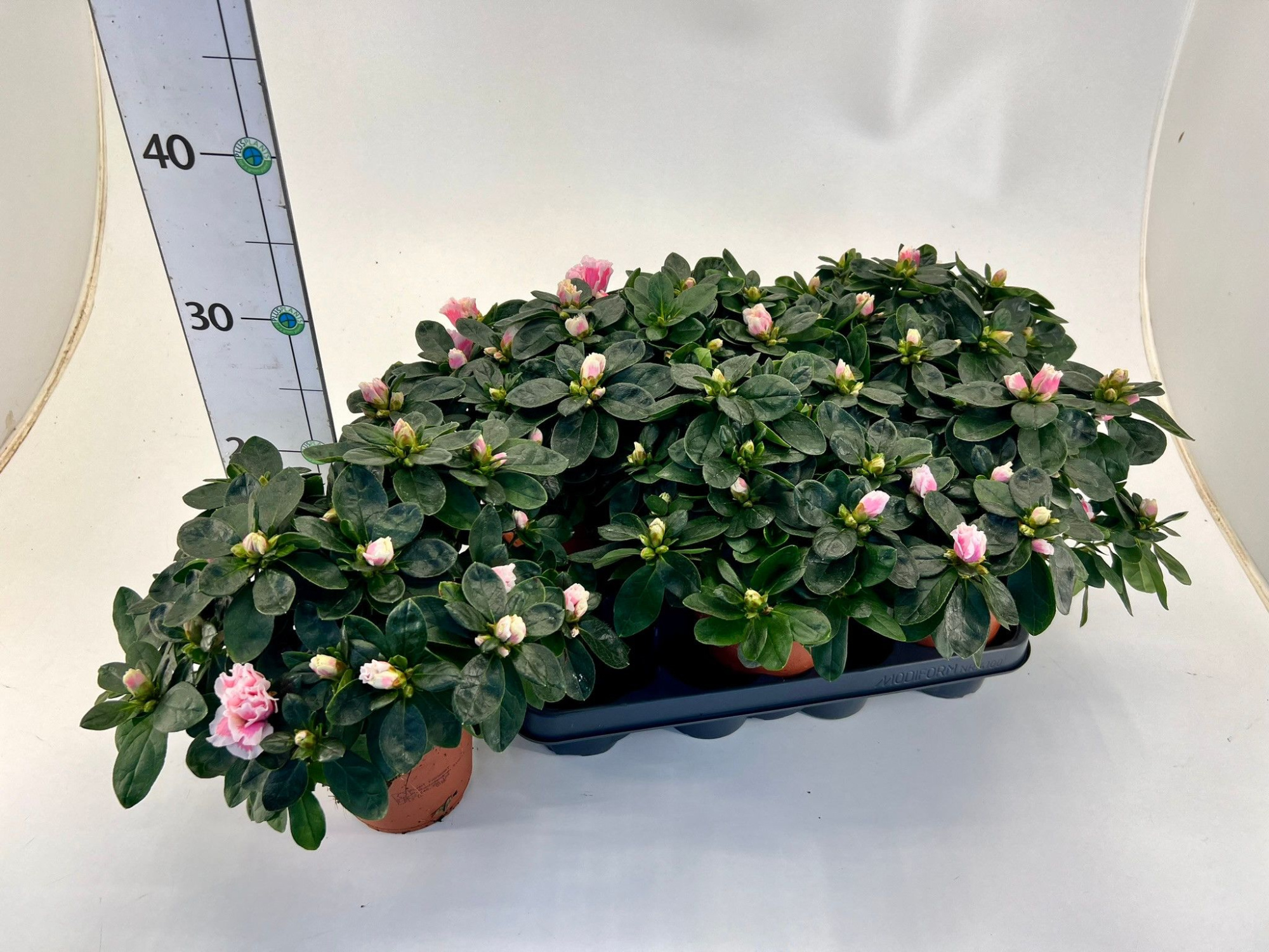 Rhododendron simsii T12 light pink/white, D 12