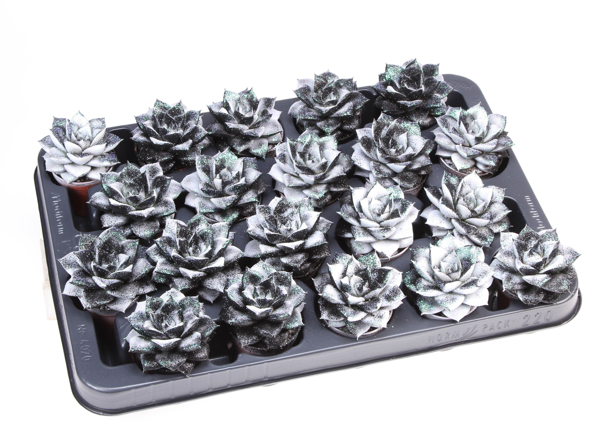 Purper black&white + bio glitter, D 5,5