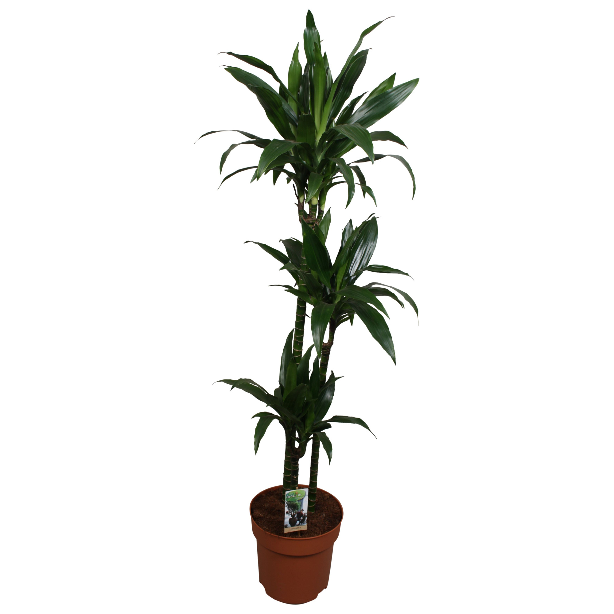 Dracaena Janet Craig 90-60-30, D 27