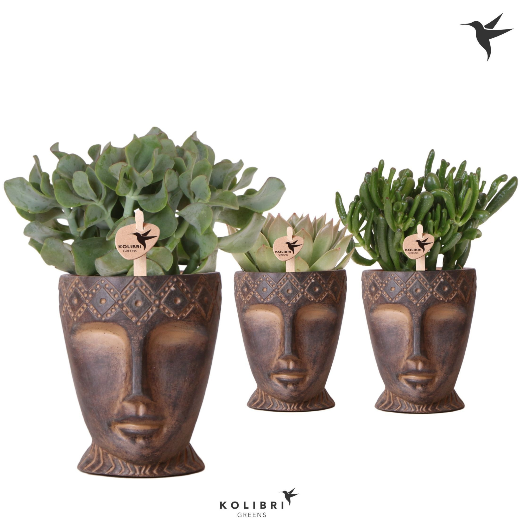 Kolibri Greens Succulenten mix in Totem Mask pot, D 12