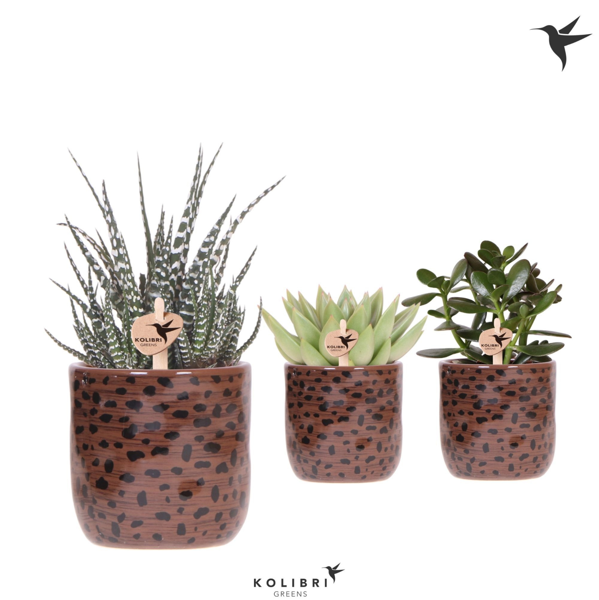 Kolibri Greens Succulenten mix in Leopard pot, D 9