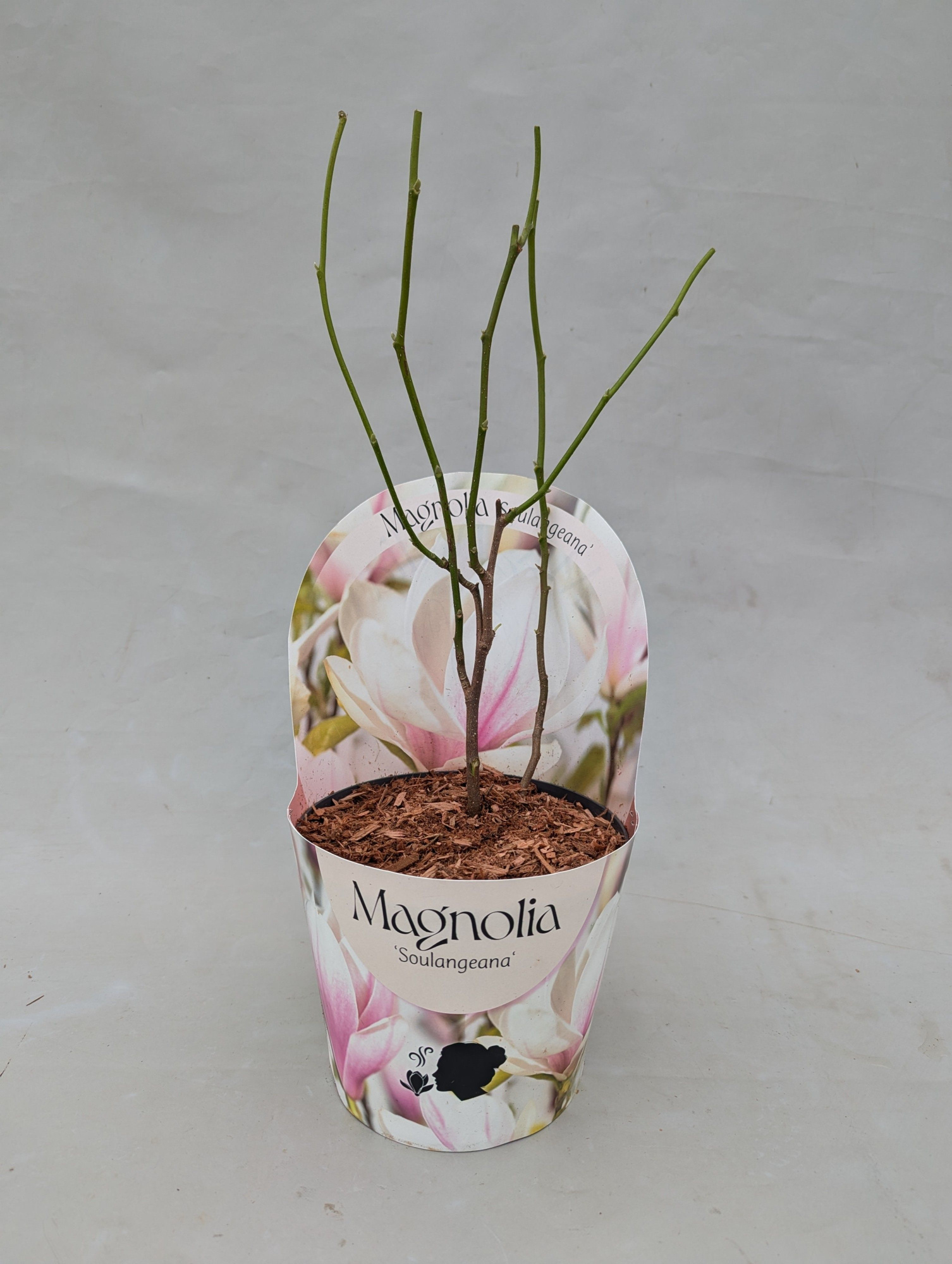 Magnolia 'Soulangeana' 17 cm in potcover, D 17