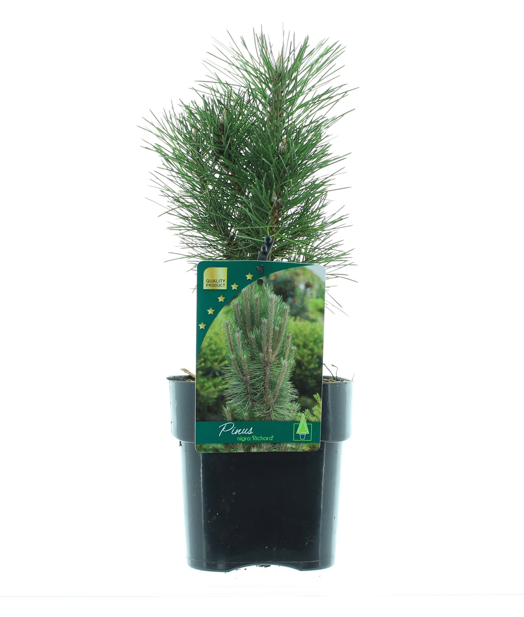 Pinus nigra 'Richard', D 17