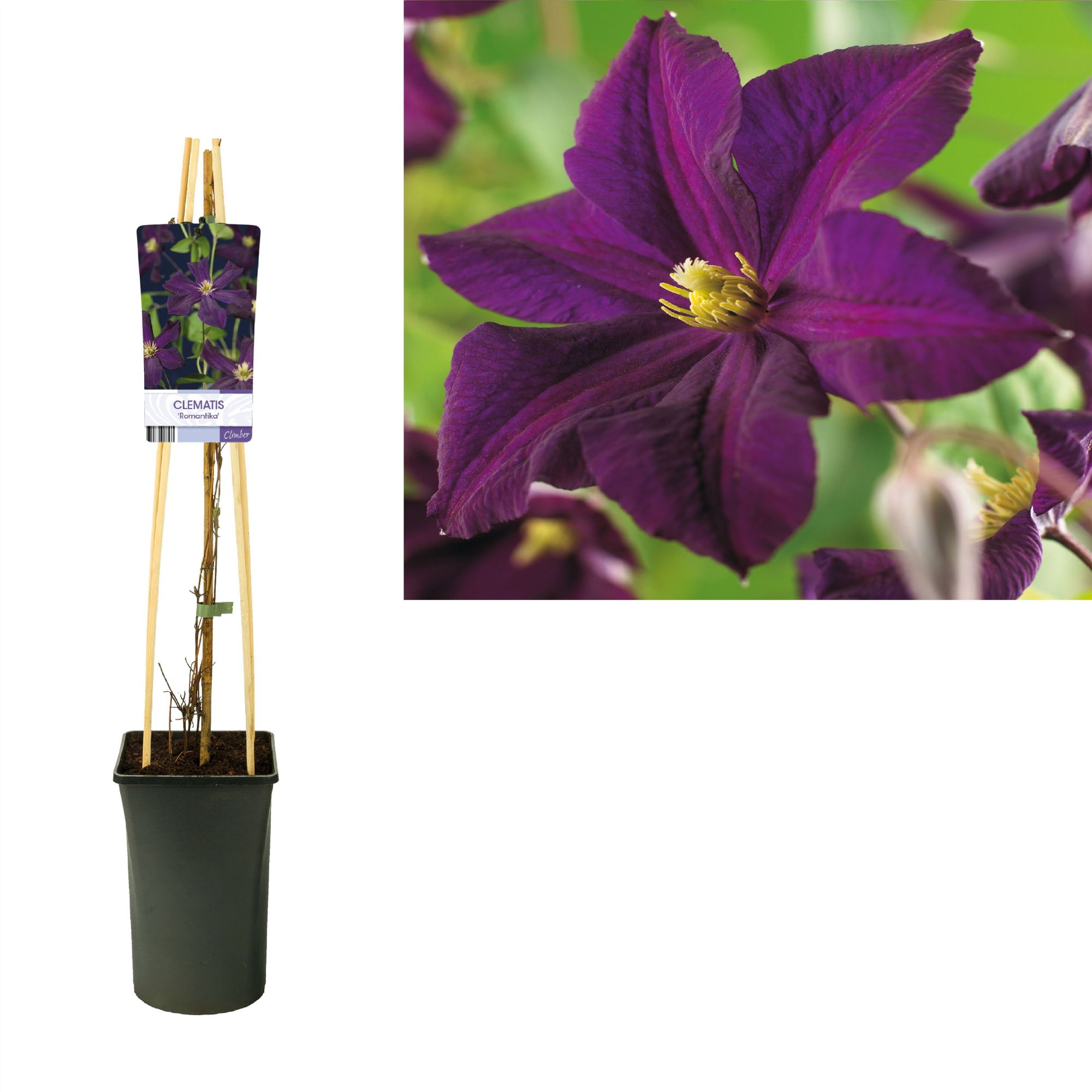 Clematis 'Romantika'+light label, D 17