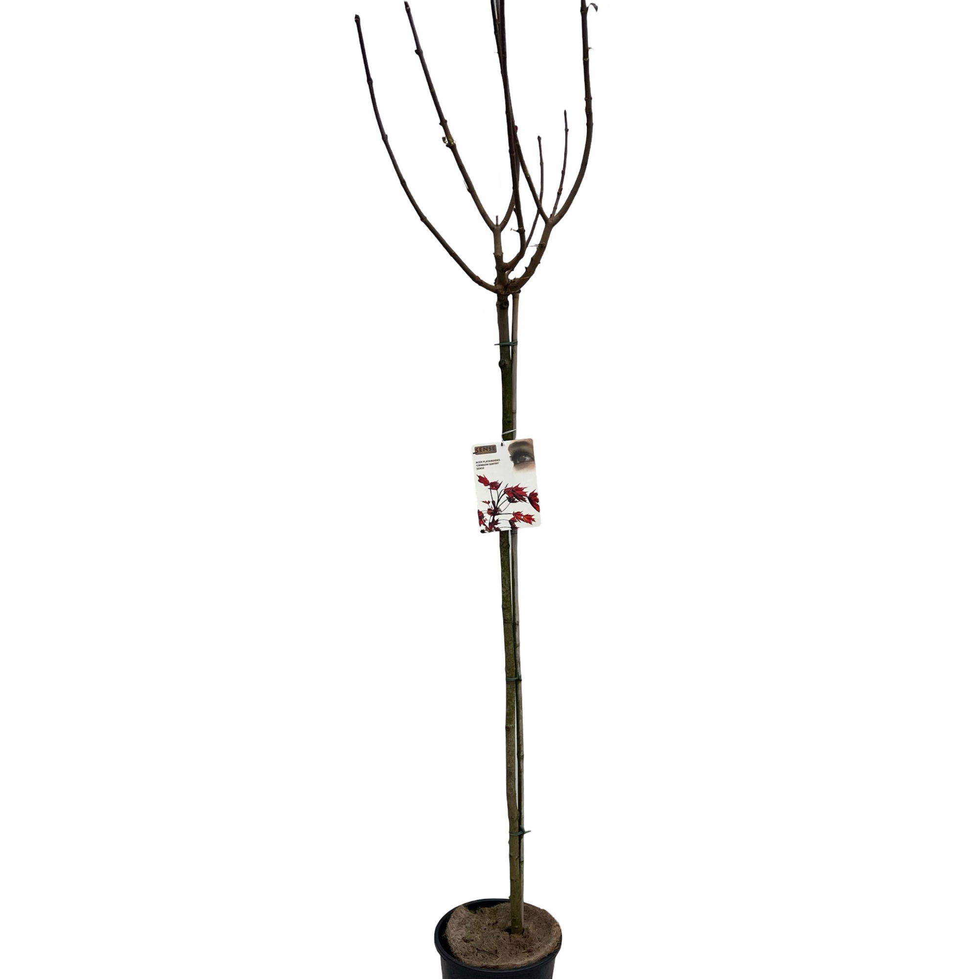 Acer platanoides 'Crimson Sentry' stam 150 cm, D 32
