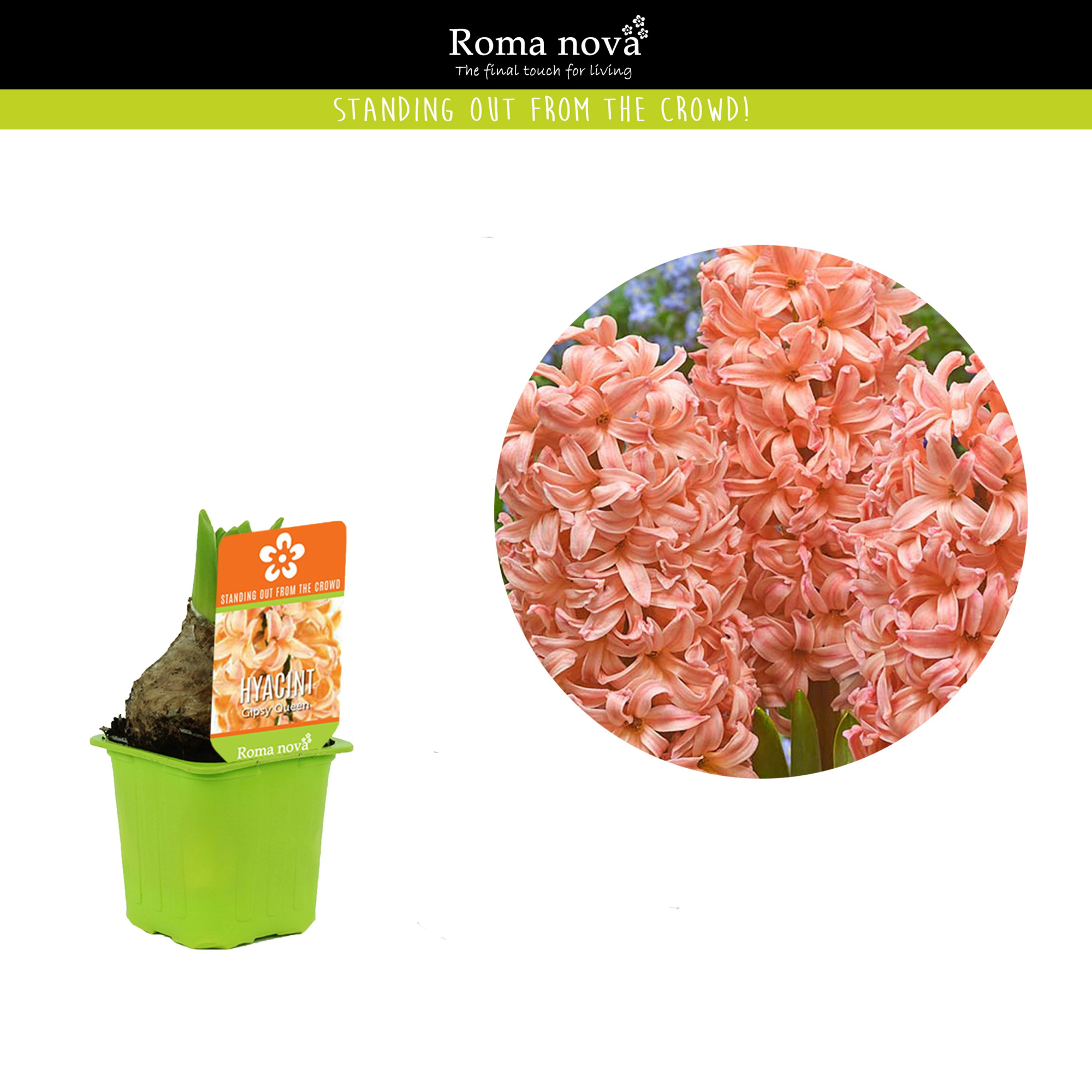 Hyacint Gipsy Queen 7cm, D 7