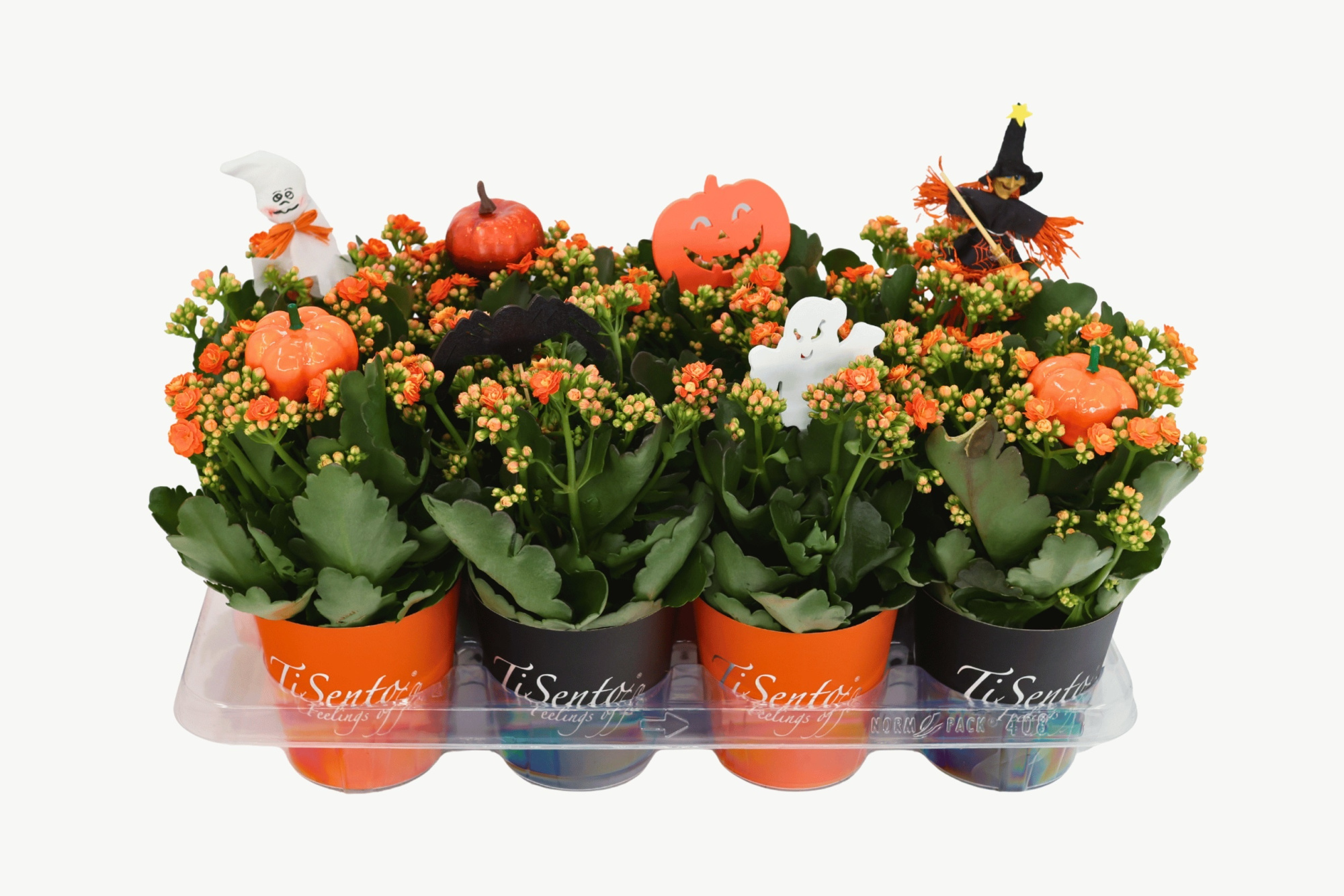 Calandiva 12 cm Oranje - mix Smartcup + Halloween Bijsteker, D 12