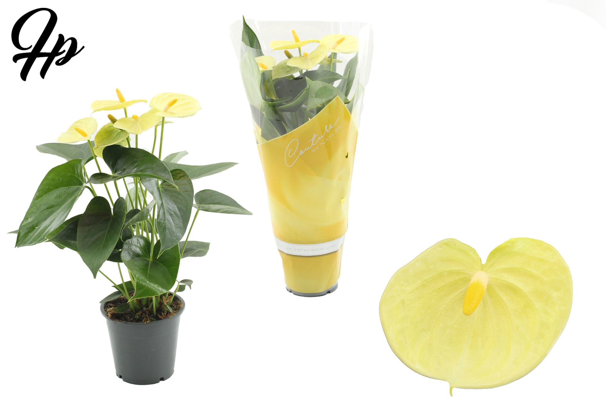 Anthurium 12 cm Vanilla in Couture sleeve, D 12