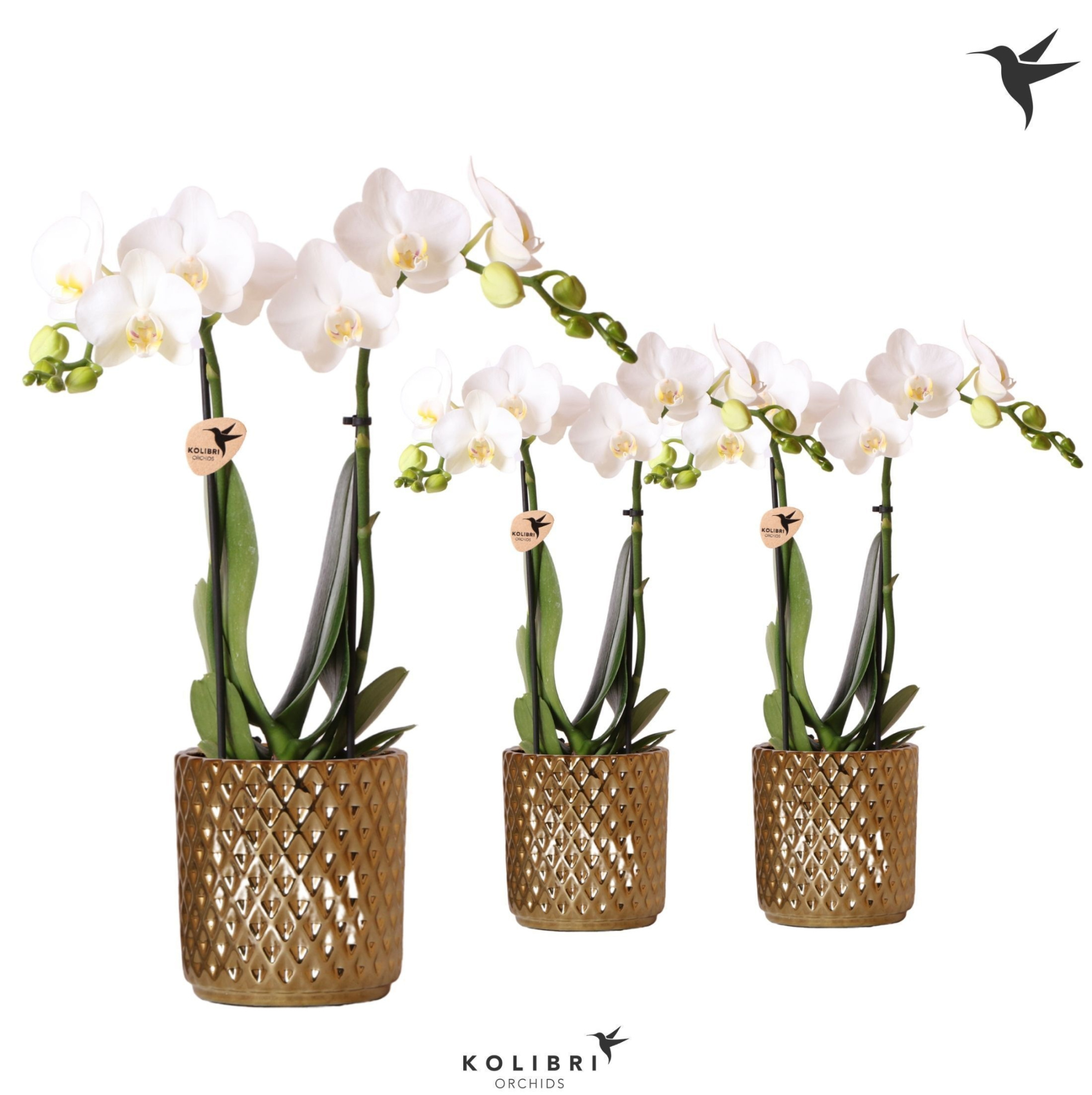 Kolibri Orchids Phalaenopsis white 2 spike in Diamond pot gold, D 9