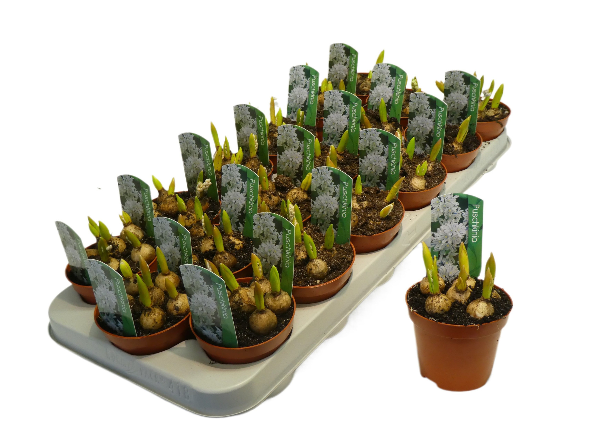 Puschkinia libanotica blauw/ wit, D 9