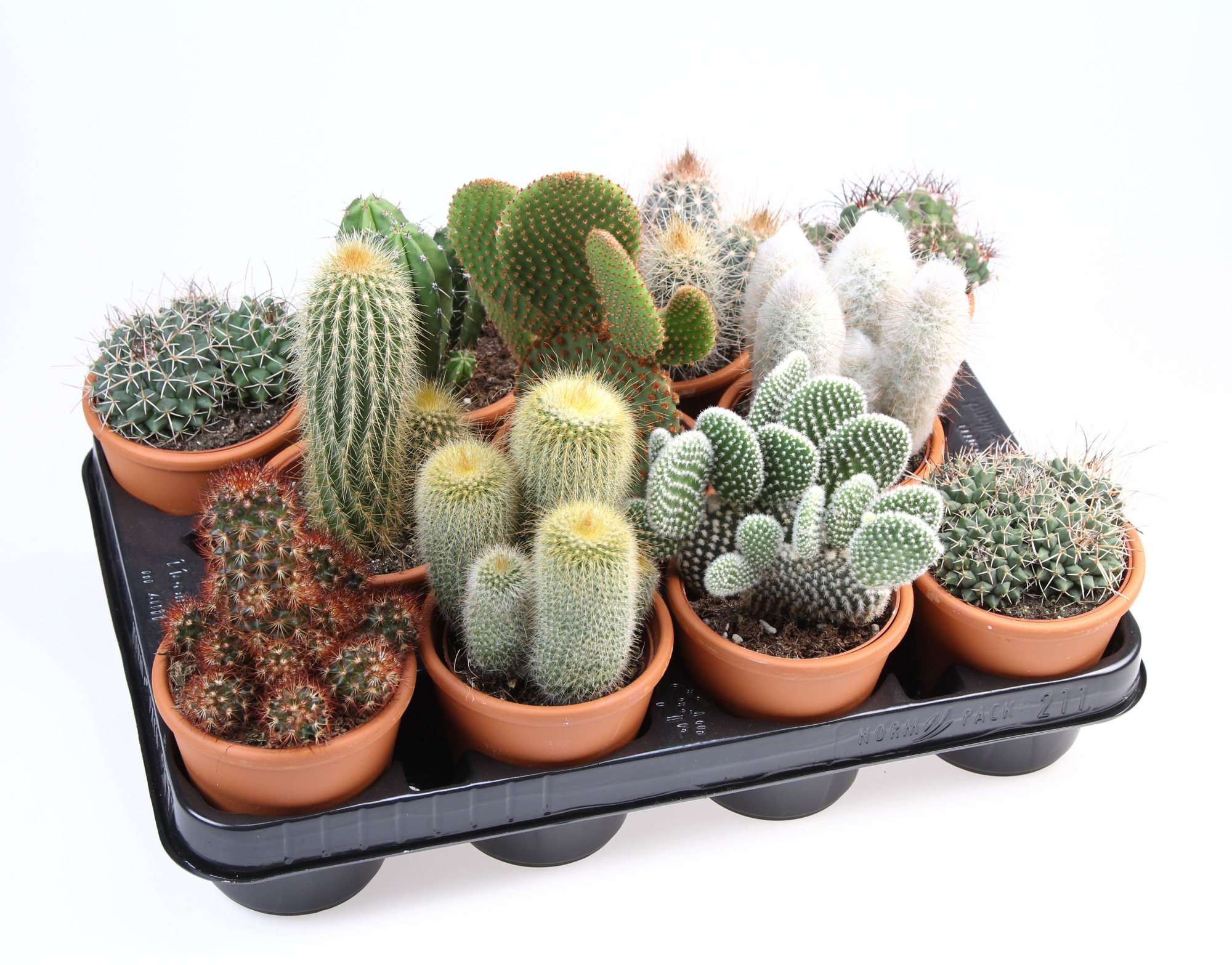 Cactus rozenpot, D 10