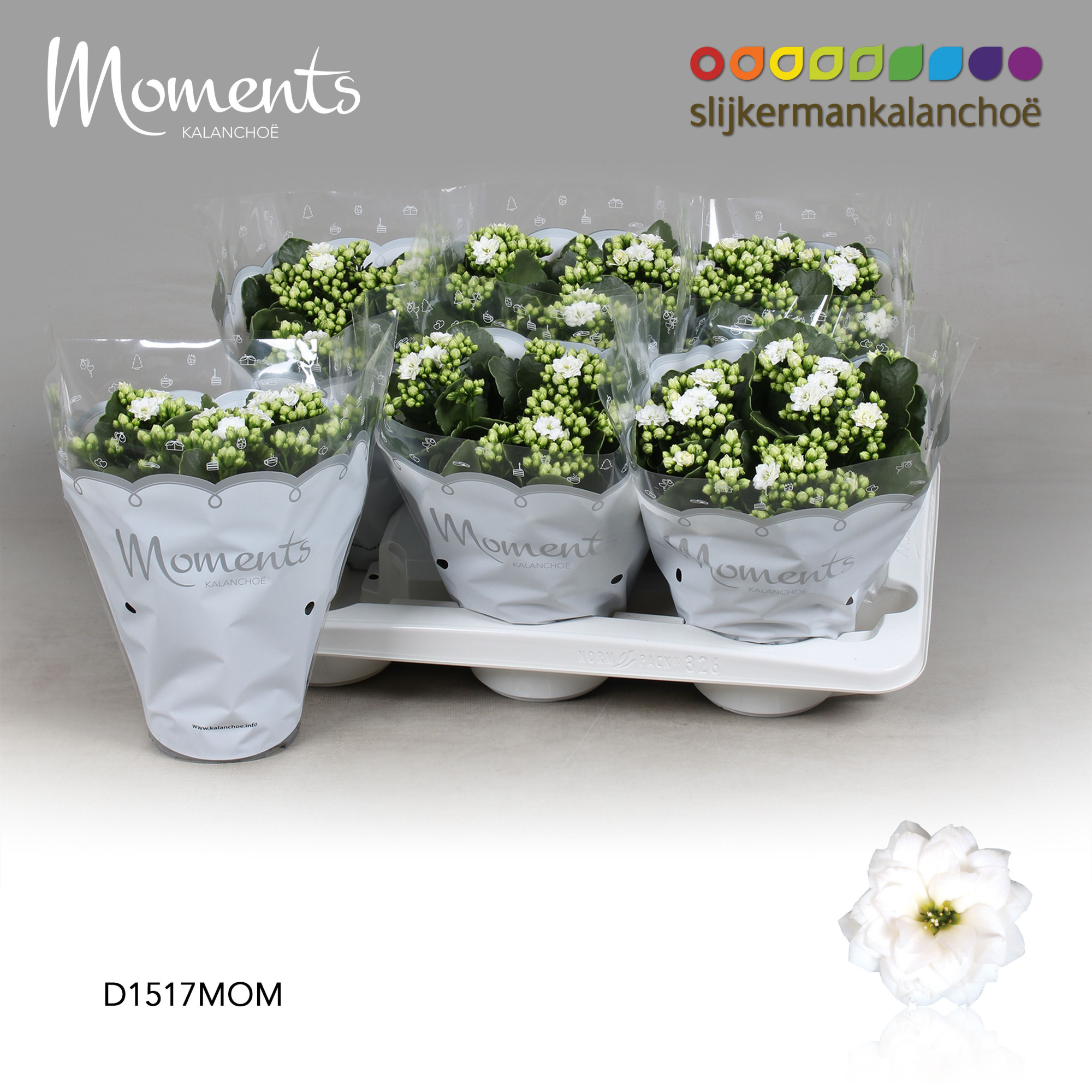 Kalanchoe Moments - White, D 15