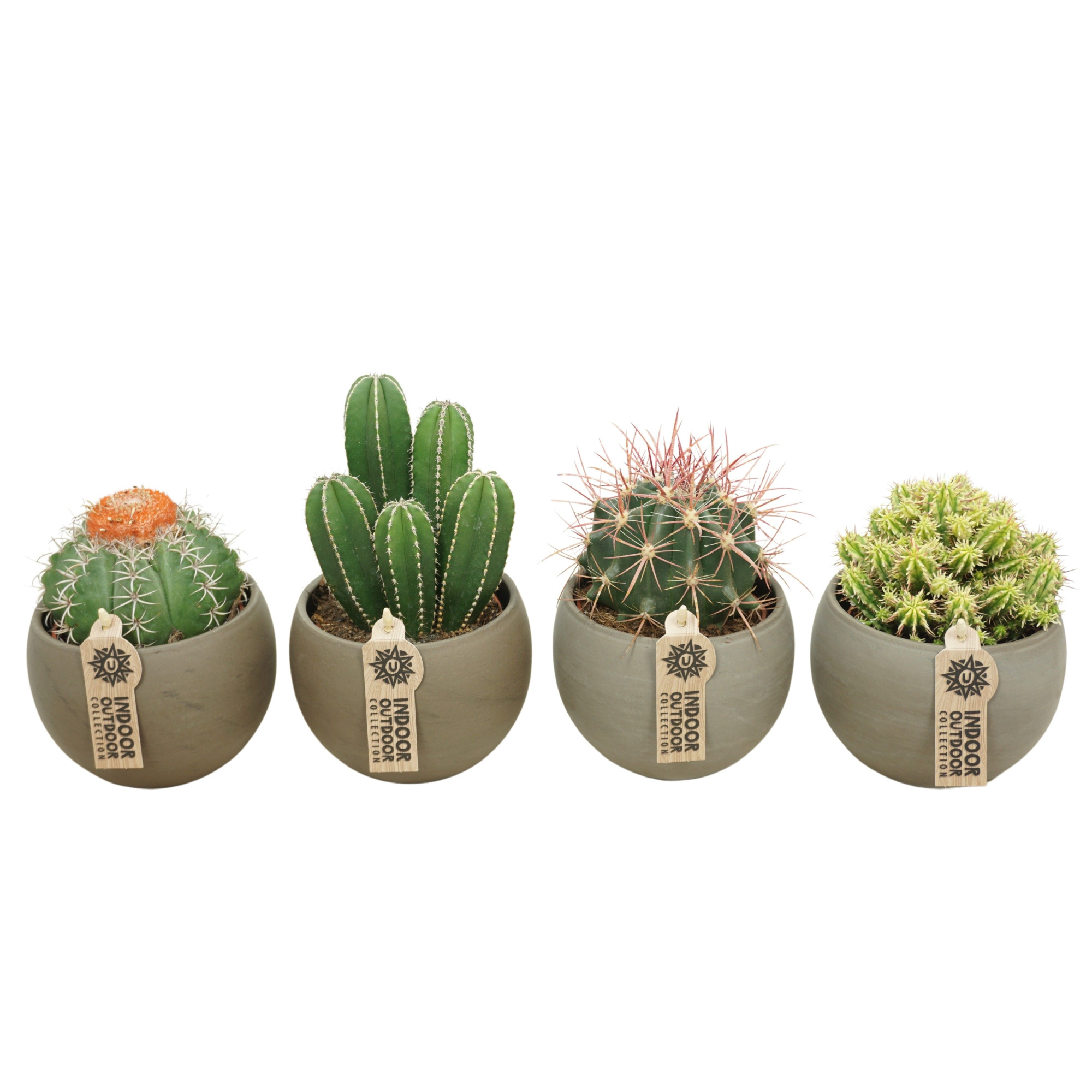 Cactus mix in 14 cm 'Bol Pot', D 10,5