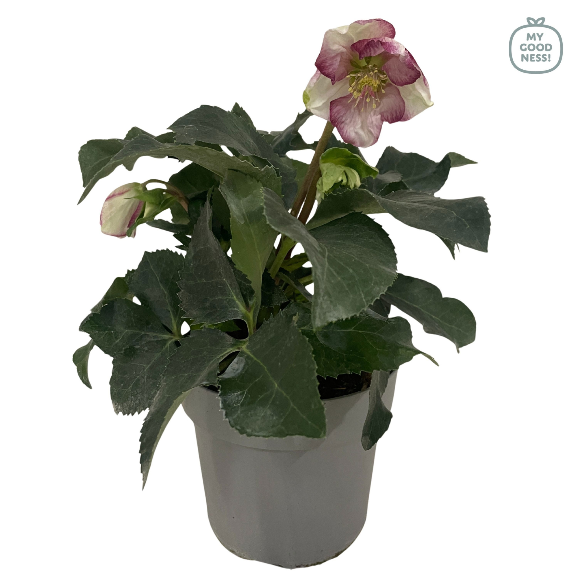 Helleborus Hybride 30cm /P17 'Bonny', D 17 cm