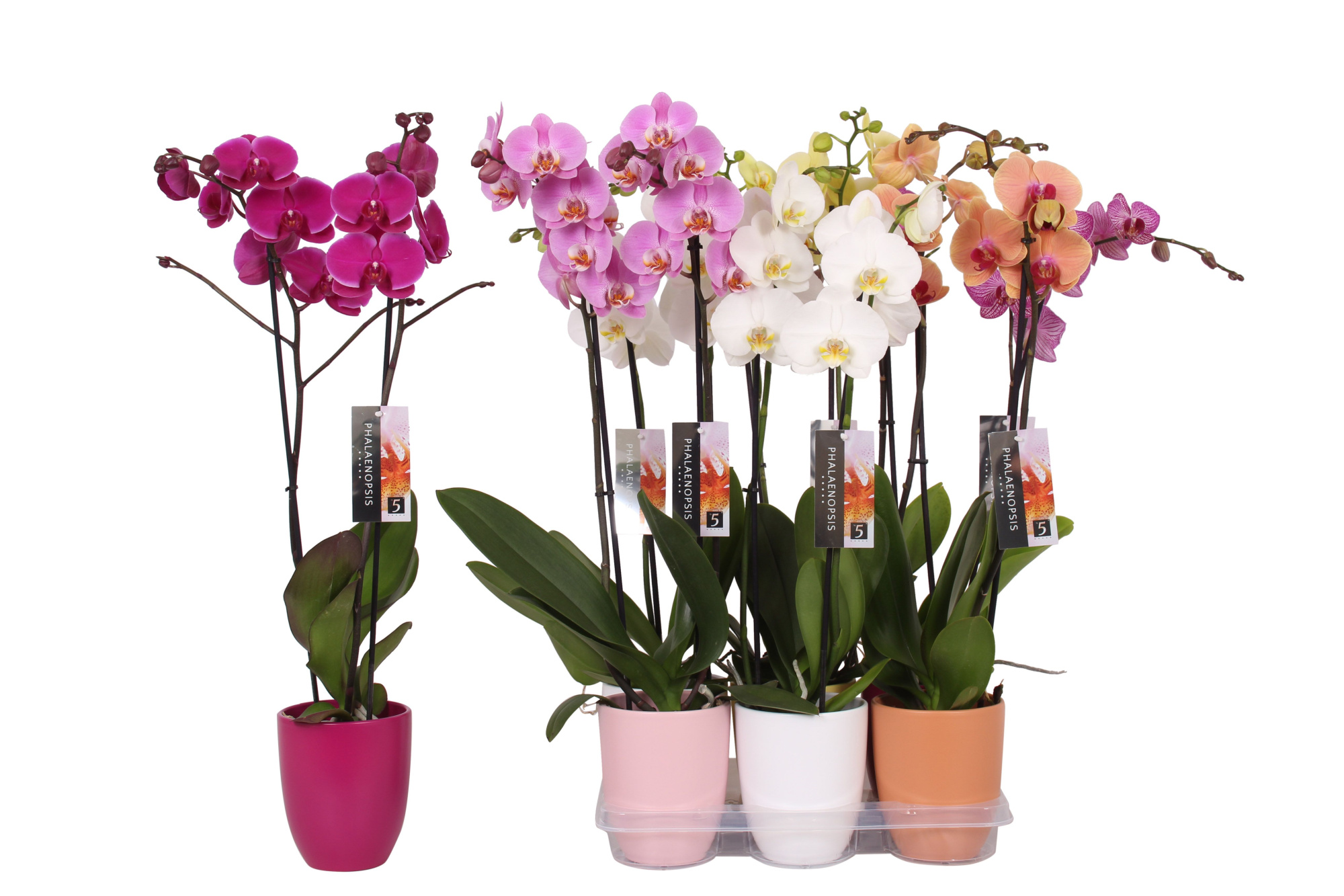Phalaenopsis mix, 2-spike Ton sur ton Ceramics, D 12
